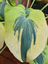 Hosta 'Ben Vernooij' - New Forest Hostas & Hemerocallis
