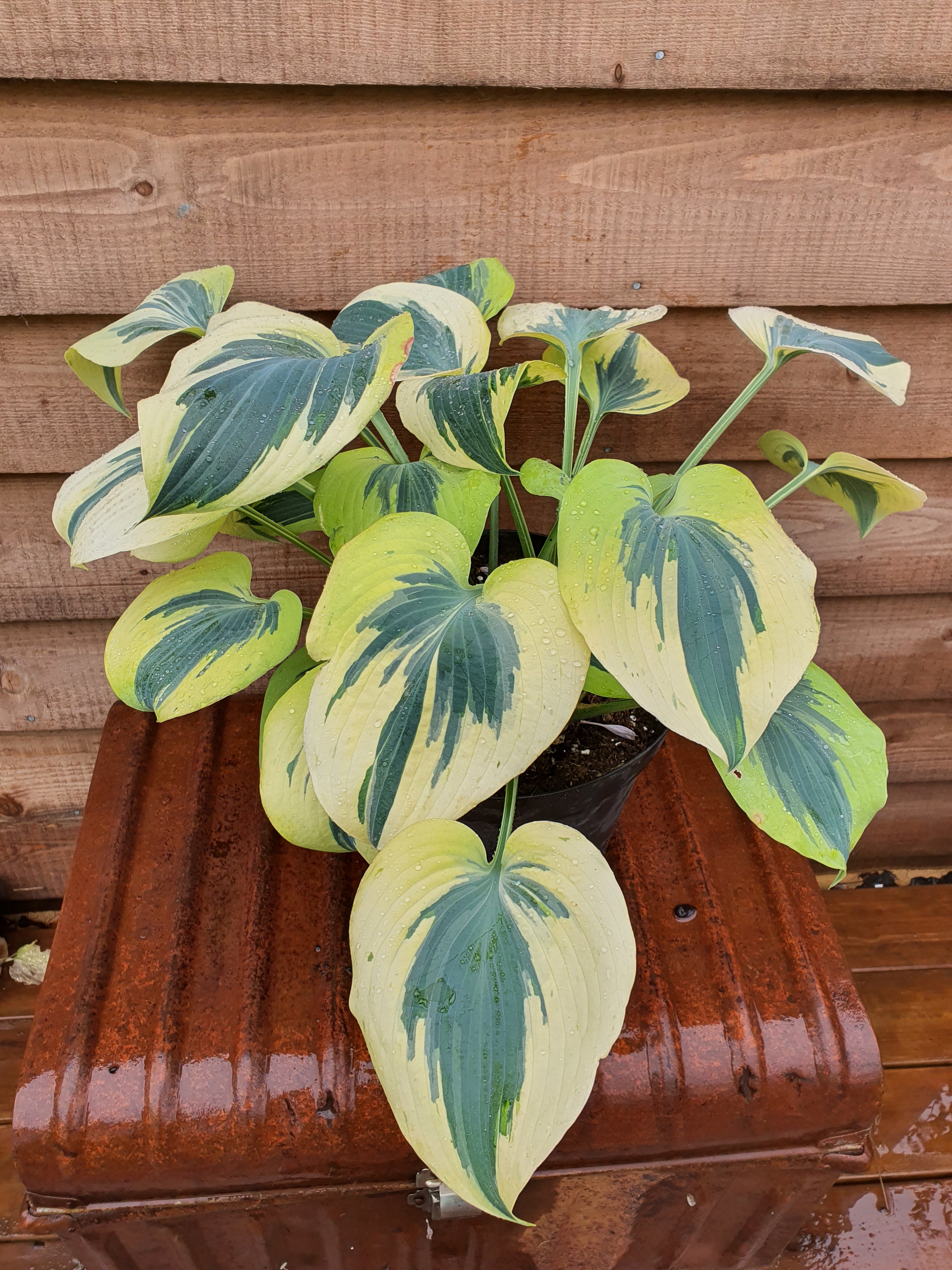 Hosta 'Ben Vernooij' - New Forest Hostas & Hemerocallis