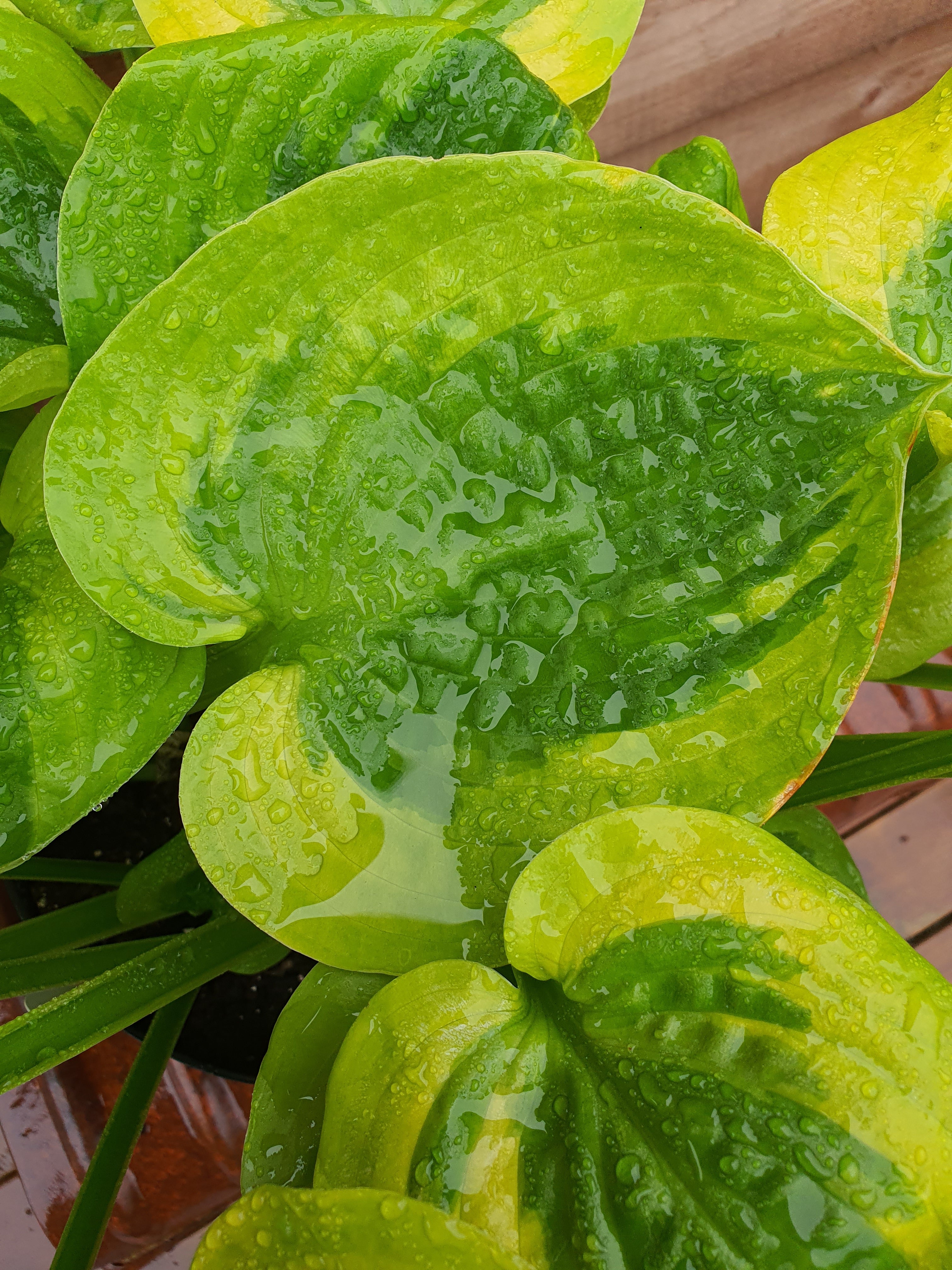 Hosta 'Summer Breeze' - New Forest Hostas & Hemerocallis