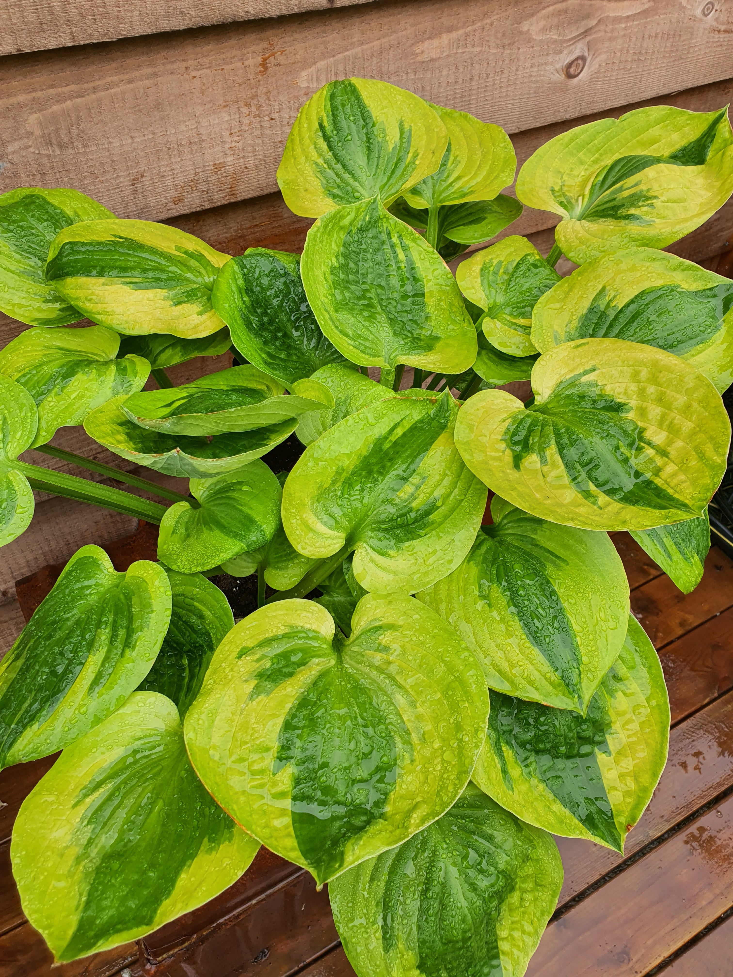 Hosta 'Summer Breeze' - New Forest Hostas & Hemerocallis