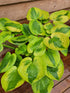 Hosta 'Summer Breeze' - New Forest Hostas & Hemerocallis