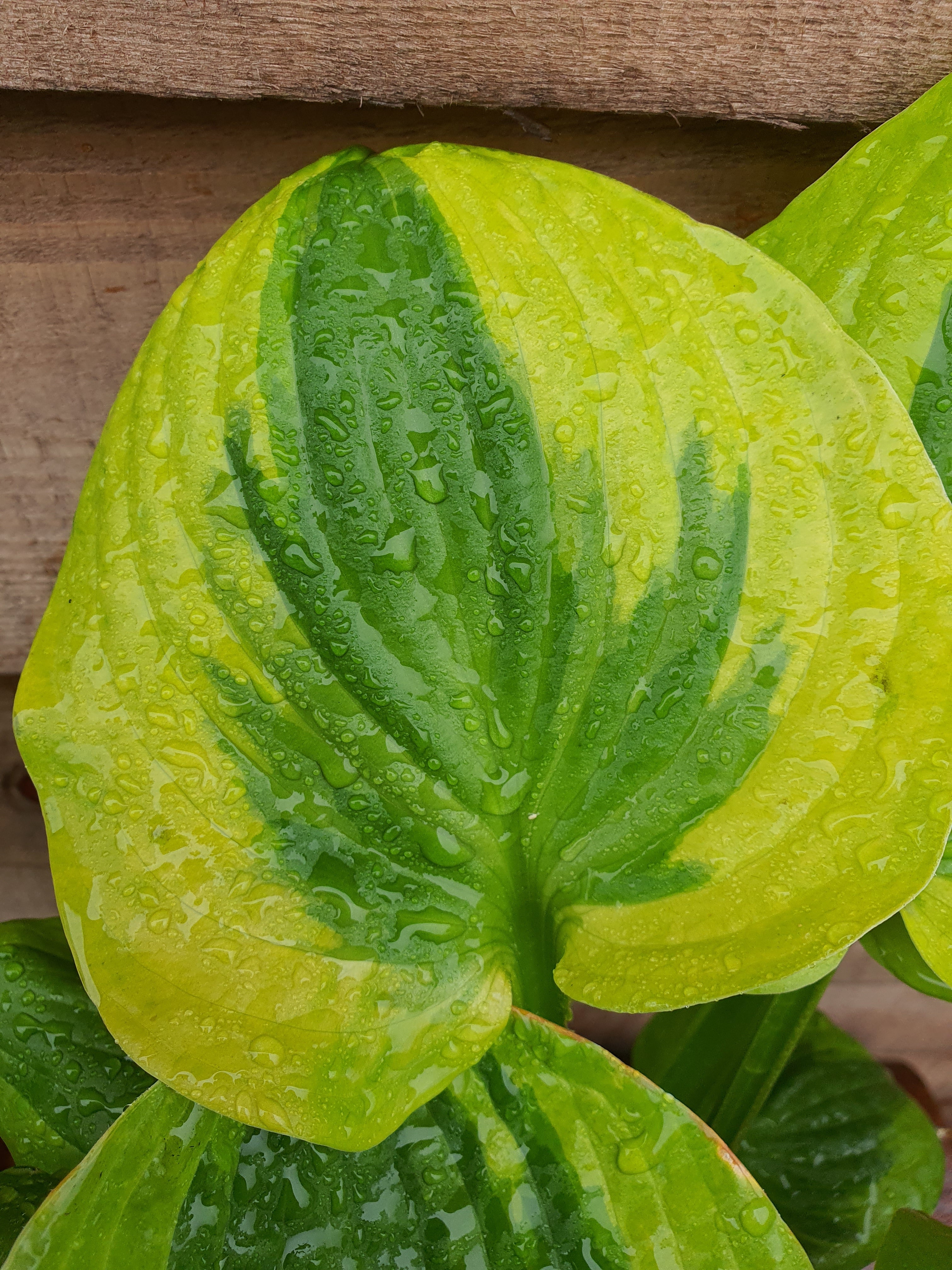 Hosta 'Summer Breeze' - New Forest Hostas & Hemerocallis