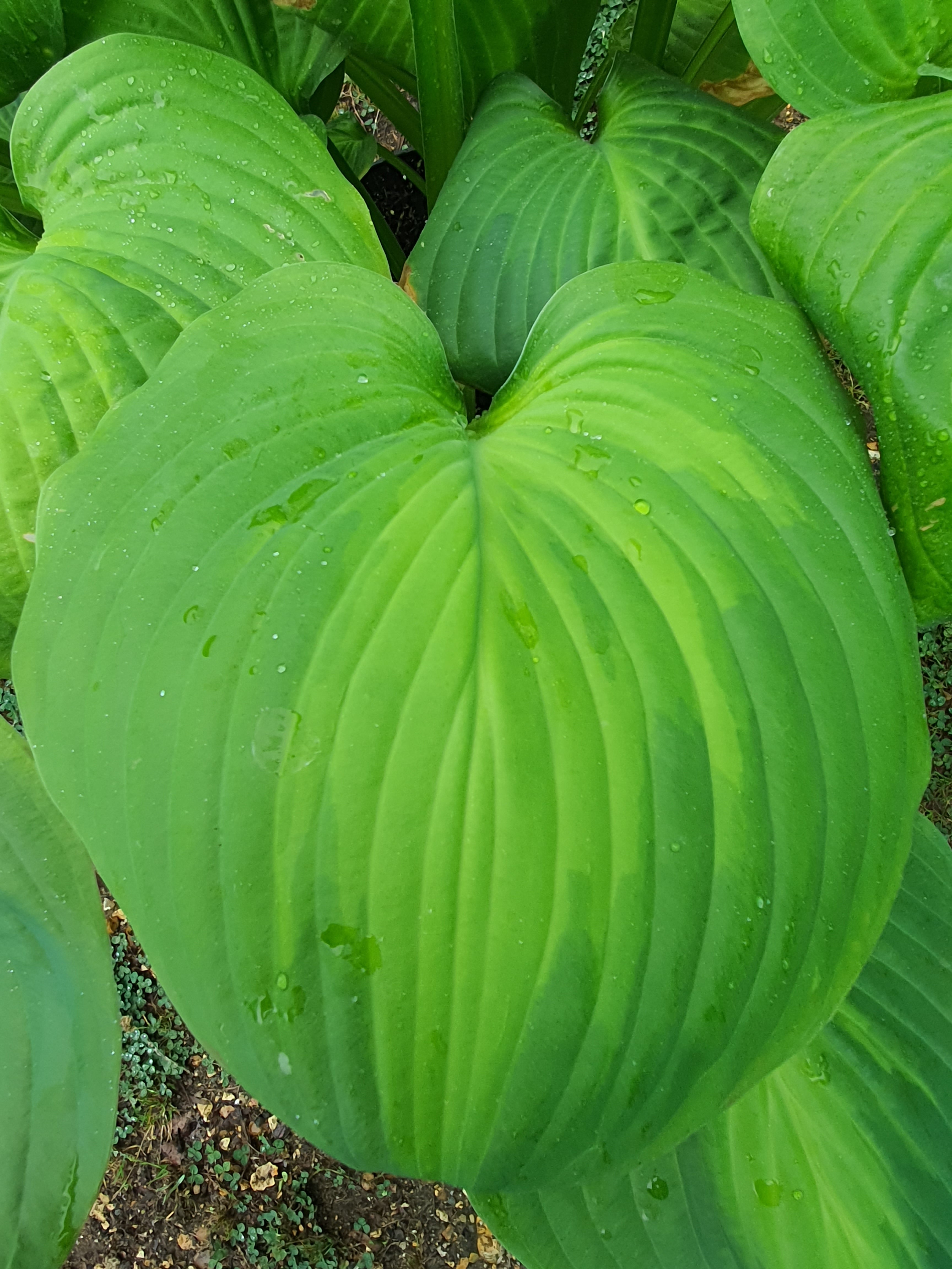 Hosta 'Avocado' - New Forest Hostas & Hemerocallis