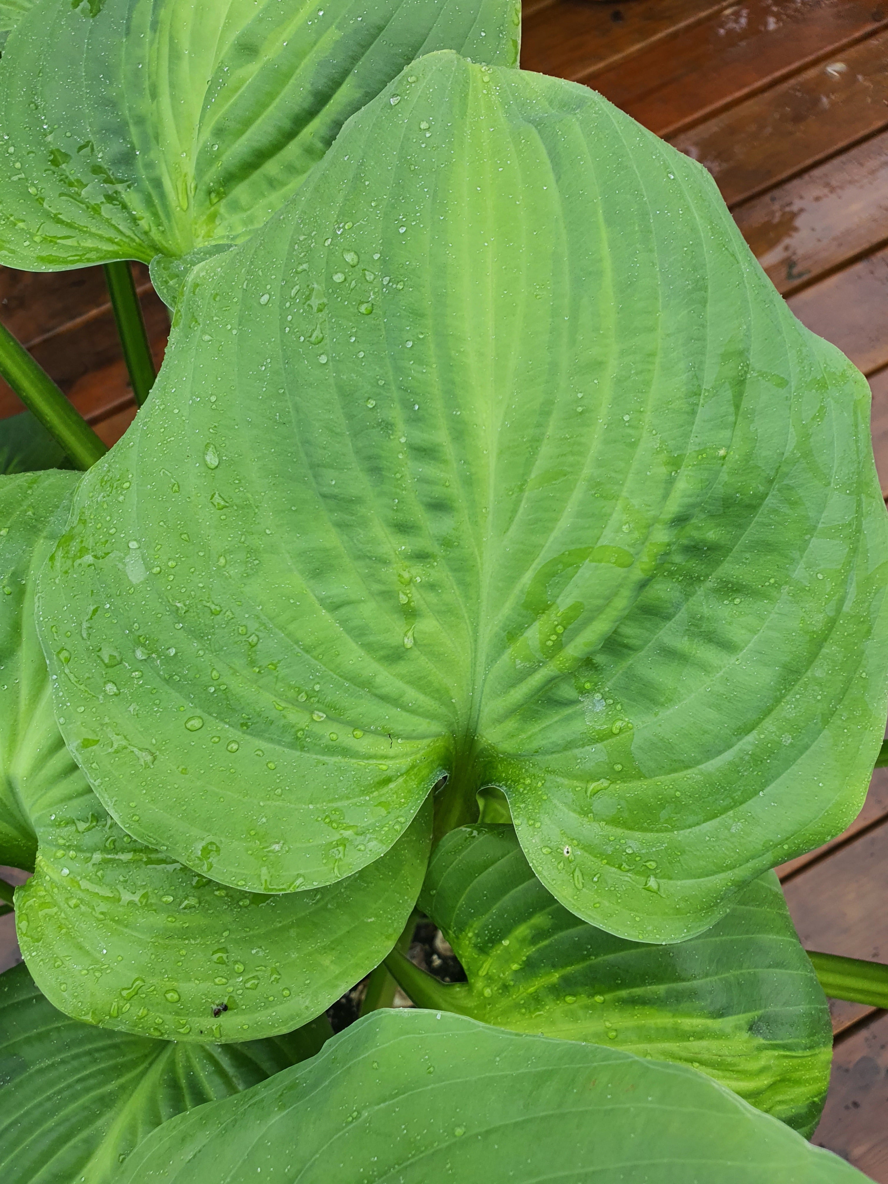 Hosta 'Avocado' - New Forest Hostas & Hemerocallis