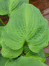 Hosta 'Avocado' - New Forest Hostas & Hemerocallis