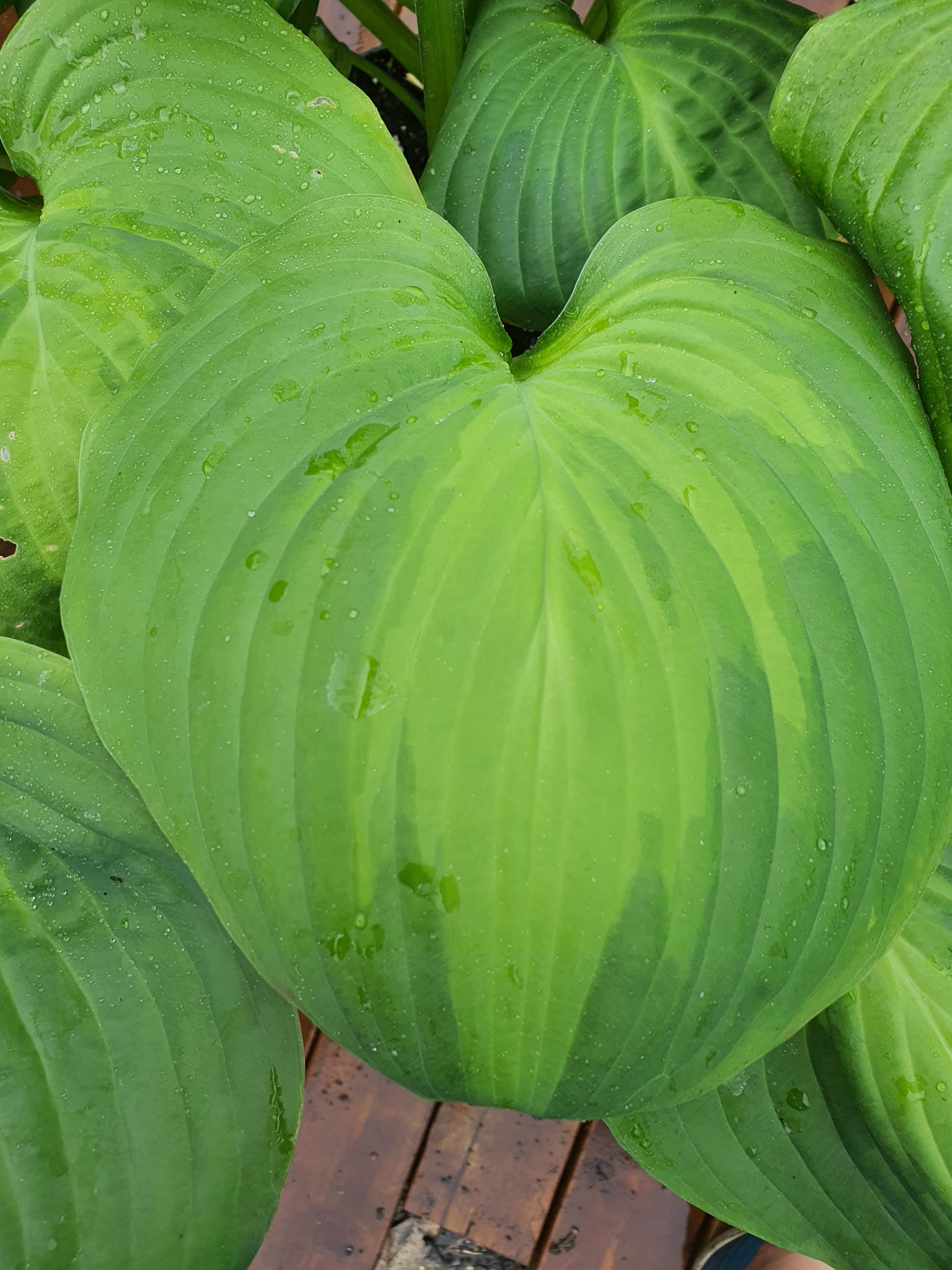 Hosta 'Avocado' - New Forest Hostas & Hemerocallis
