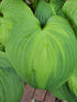 Hosta 'Avocado' - New Forest Hostas & Hemerocallis