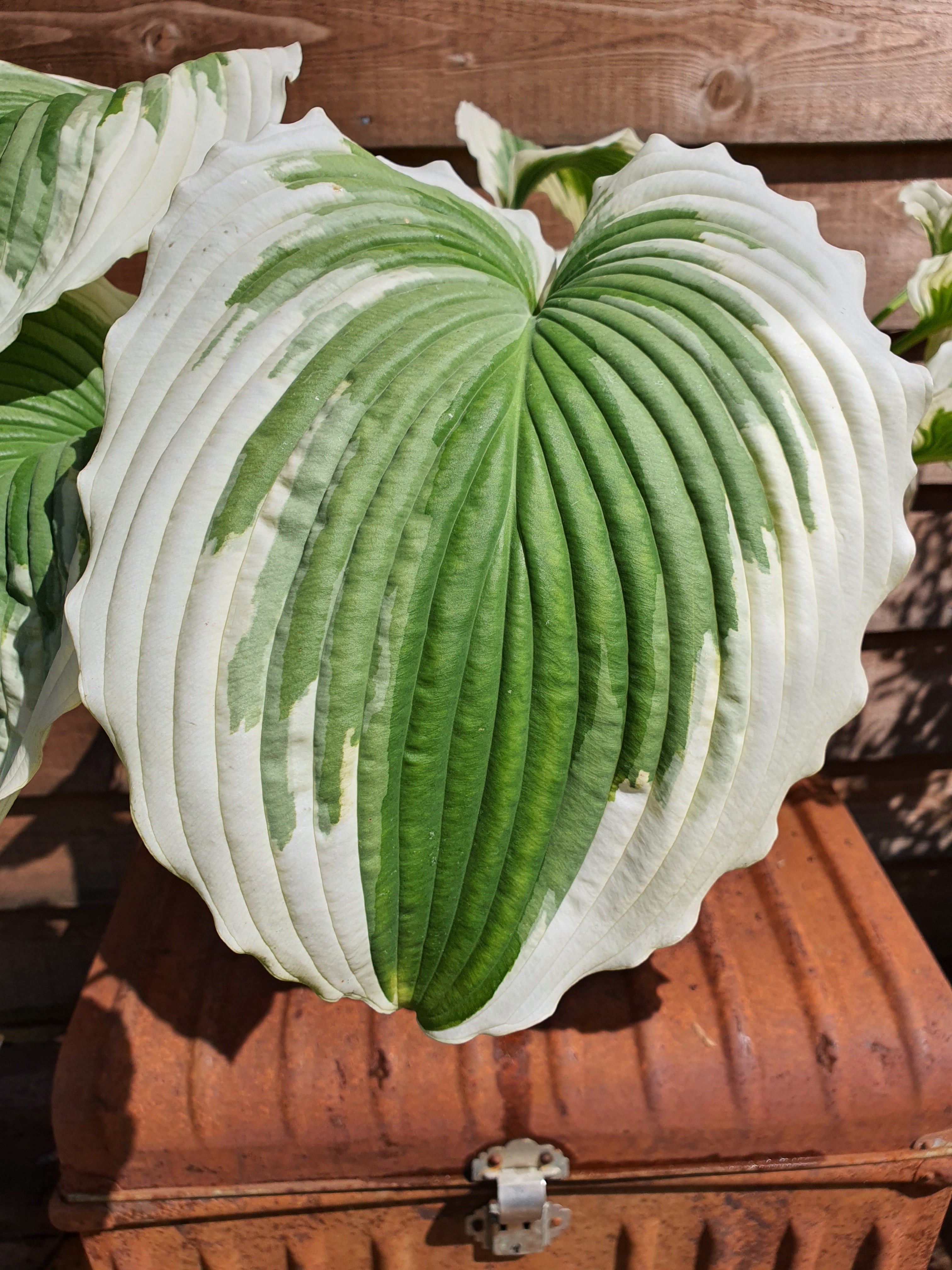 Hosta 'Bridal Falls' - New Forest Hostas & Hemerocallis