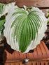 Hosta 'Bridal Falls' - New Forest Hostas & Hemerocallis