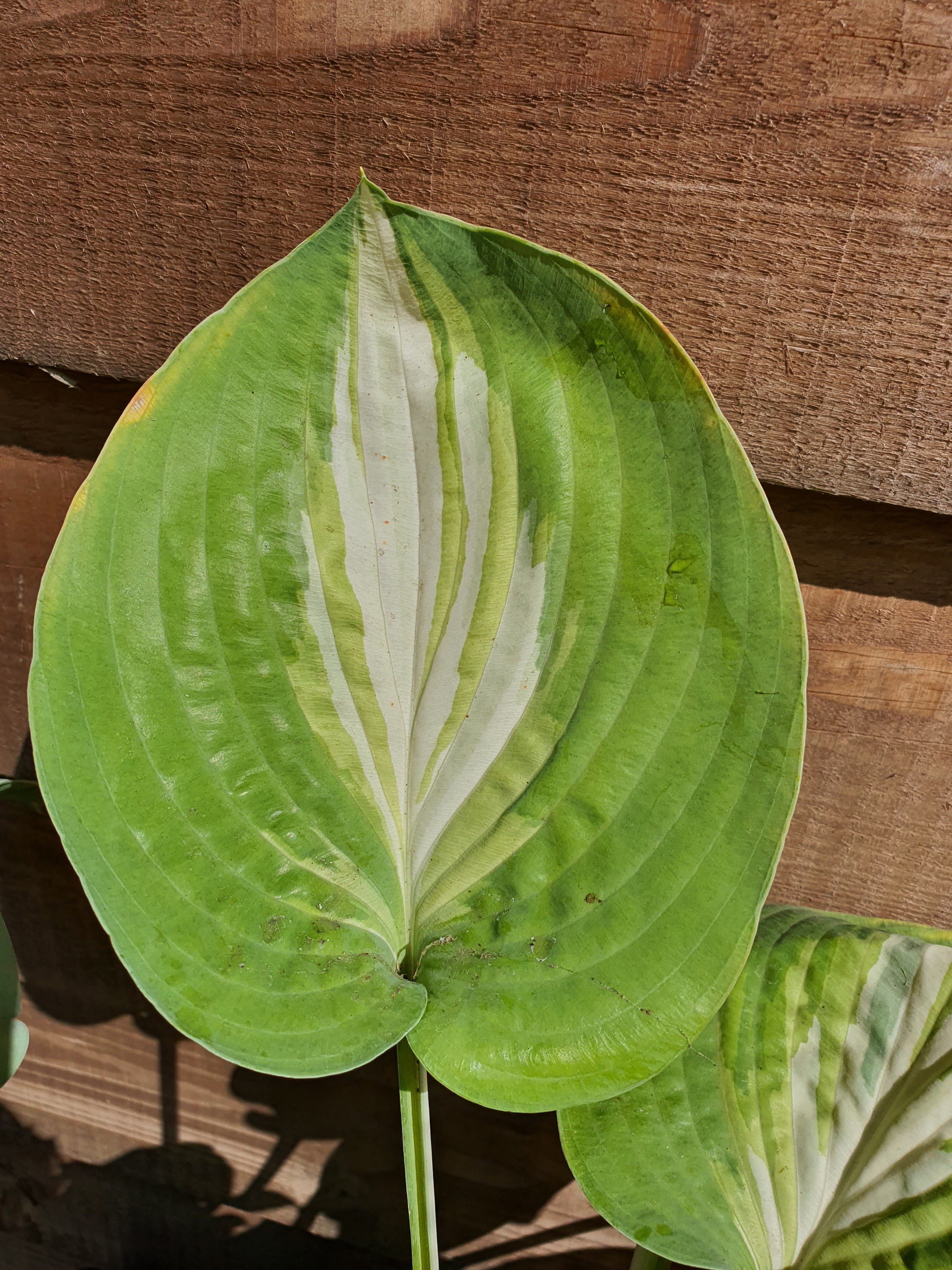 Hosta 'Chain Lightning' - New Forest Hostas & Hemerocallis