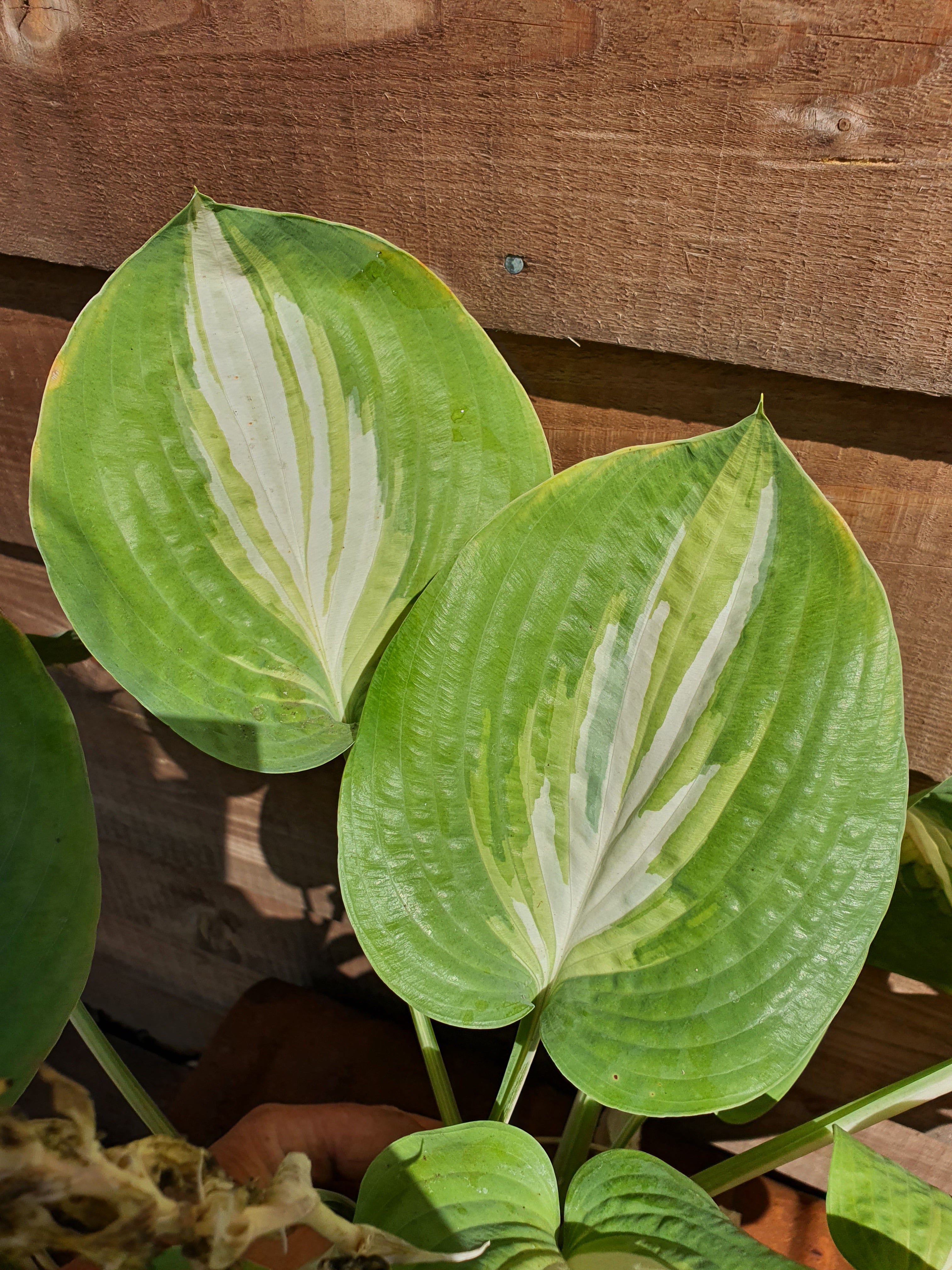 Hosta 'Chain Lightning' - New Forest Hostas & Hemerocallis