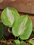 Hosta 'Chain Lightning' - New Forest Hostas & Hemerocallis