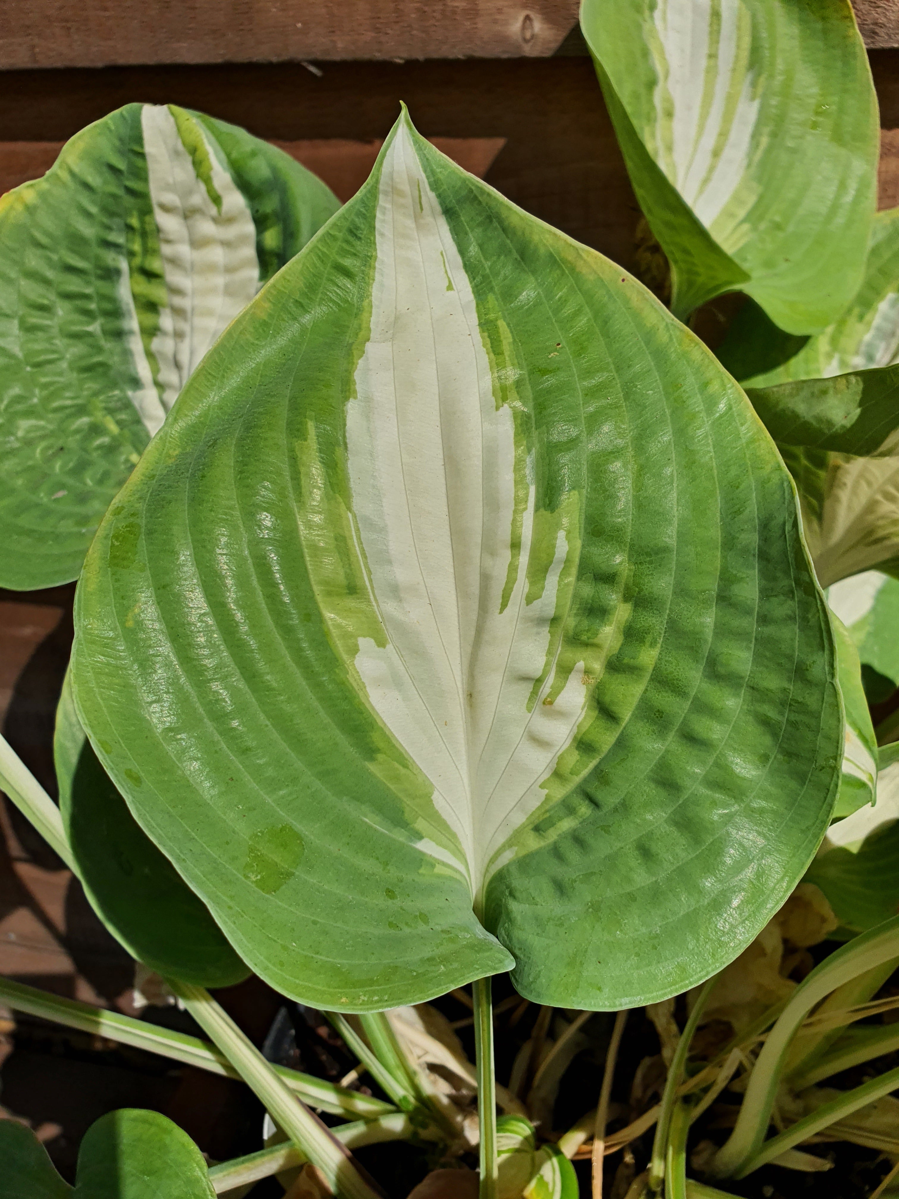 Hosta 'Chain Lightning' - New Forest Hostas & Hemerocallis