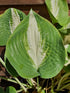 Hosta 'Chain Lightning' - New Forest Hostas & Hemerocallis