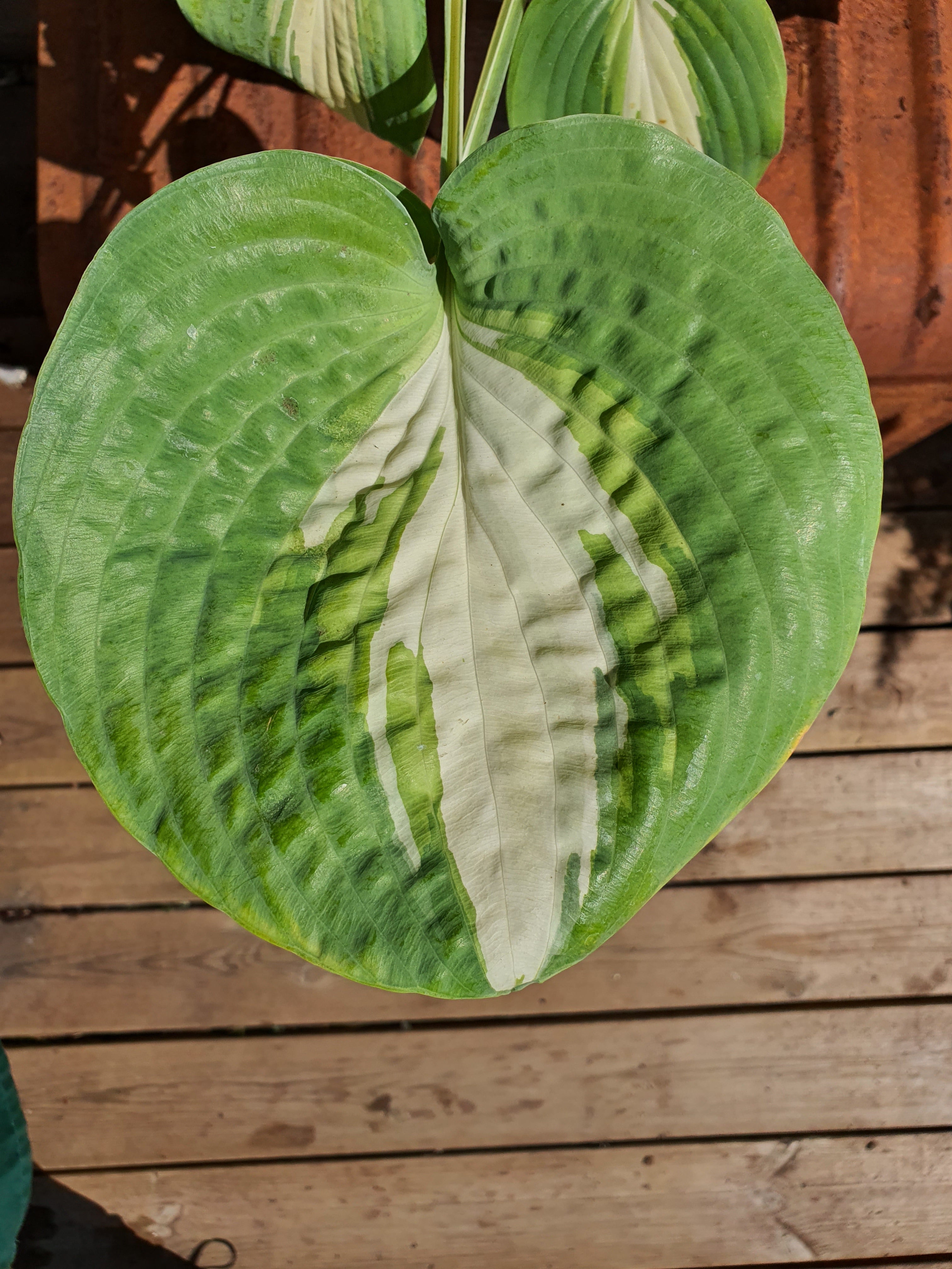 Hosta 'Chain Lightning' - New Forest Hostas & Hemerocallis