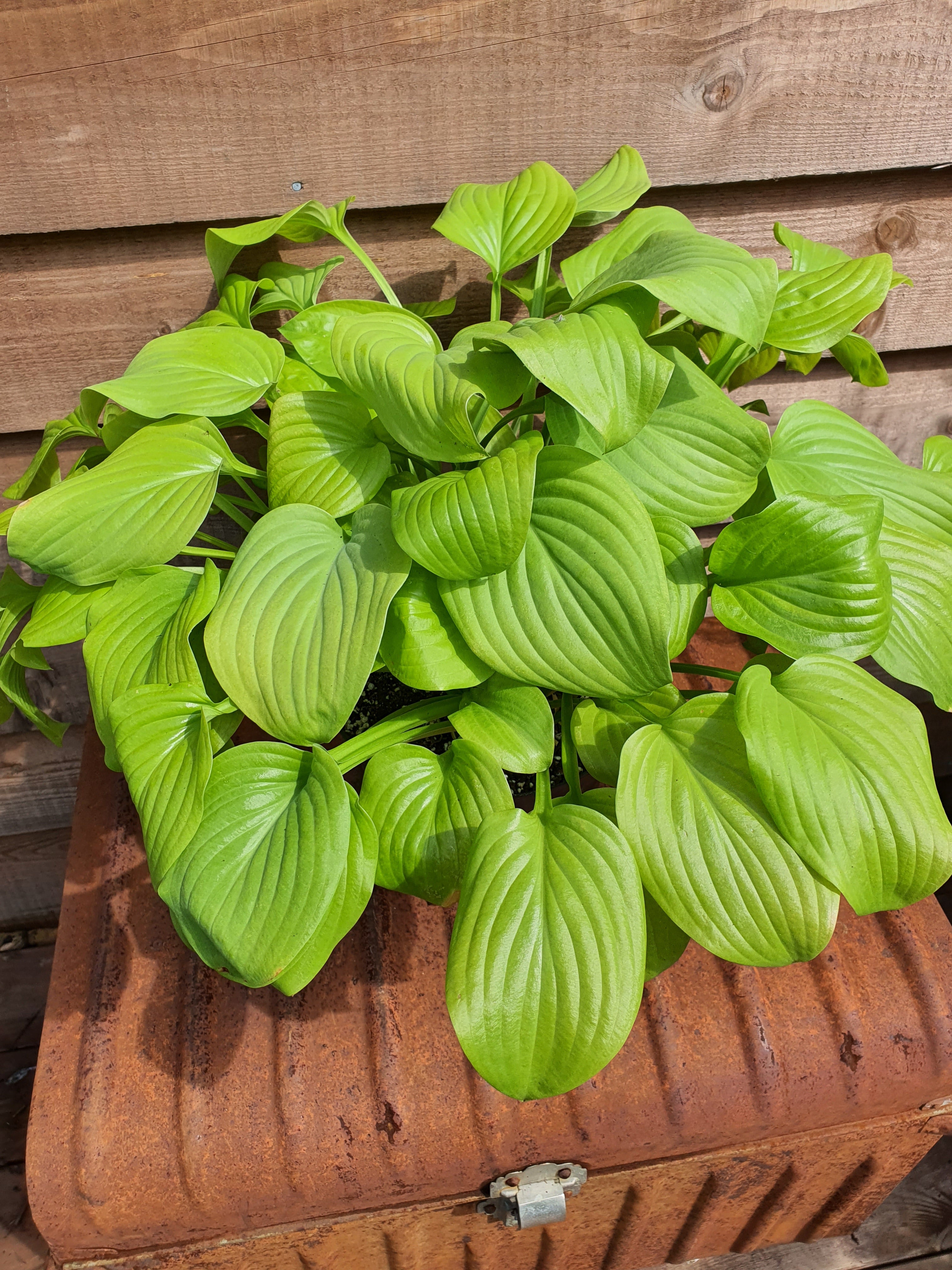 Hosta 'Tortilla Chip' - New Forest Hostas & Hemerocallis