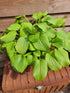 Hosta 'Tortilla Chip' - New Forest Hostas & Hemerocallis