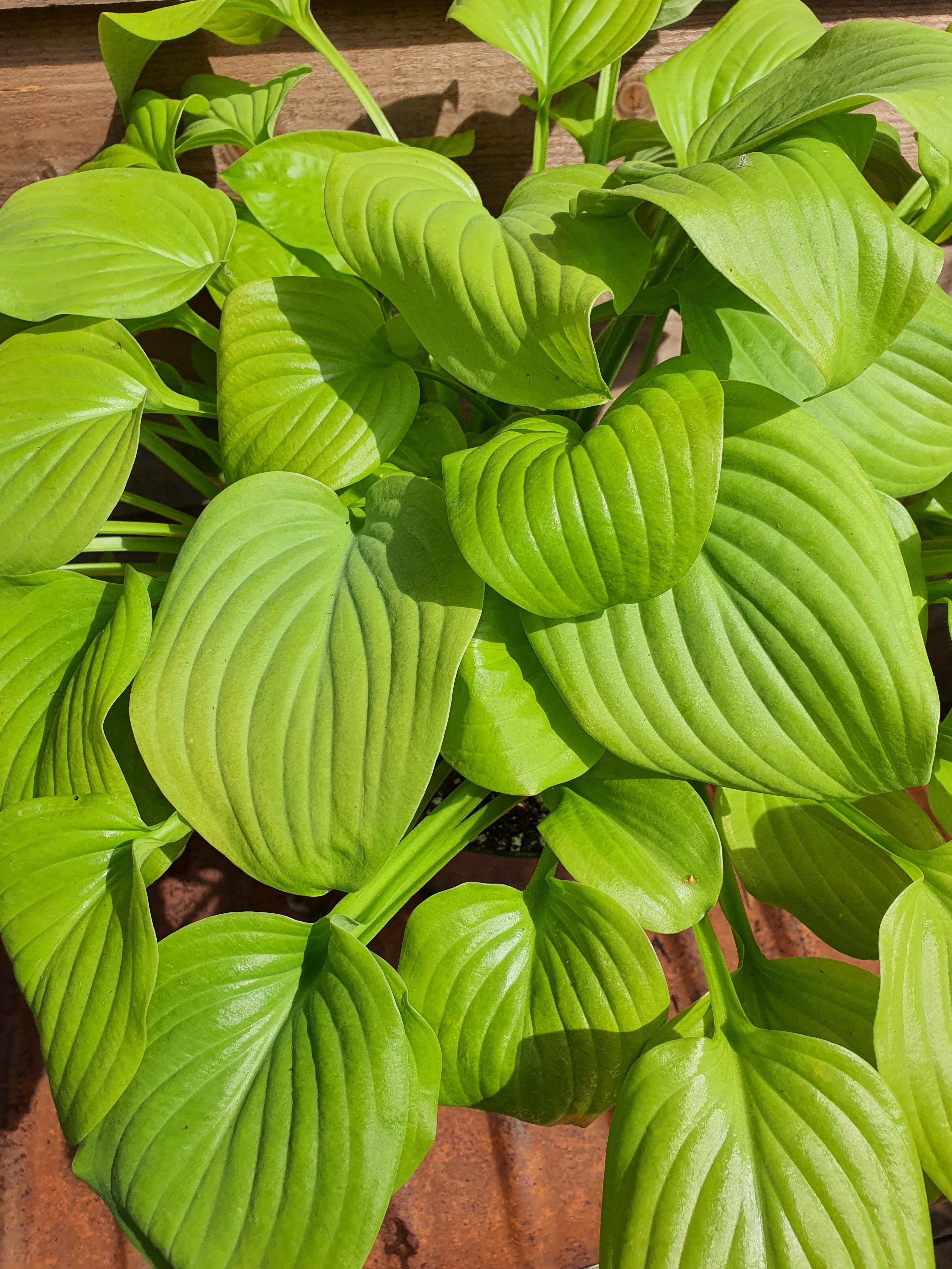 Hosta 'Tortilla Chip' - New Forest Hostas & Hemerocallis