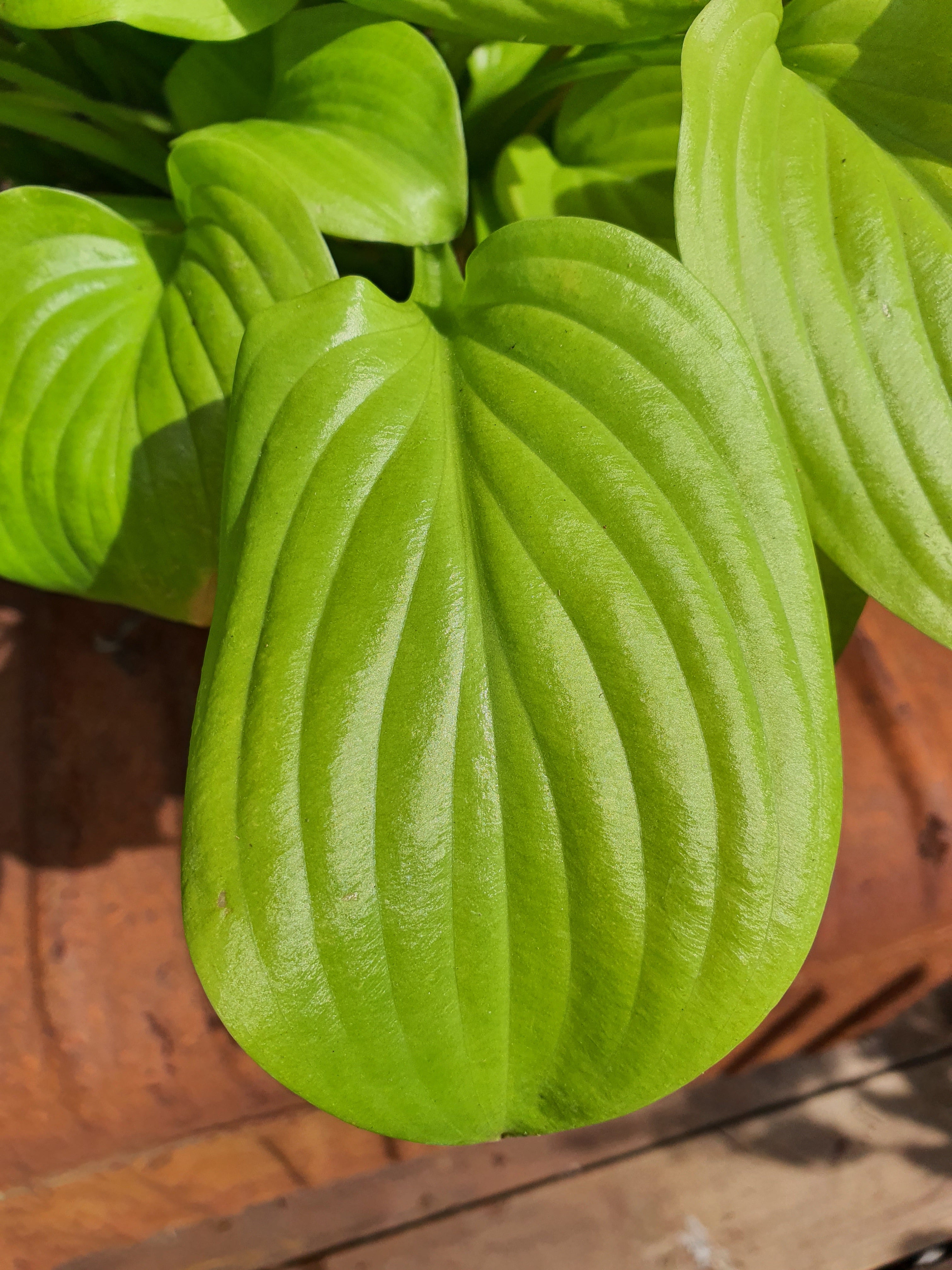 Hosta 'Tortilla Chip' - New Forest Hostas & Hemerocallis