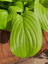 Hosta 'Tortilla Chip' - New Forest Hostas & Hemerocallis