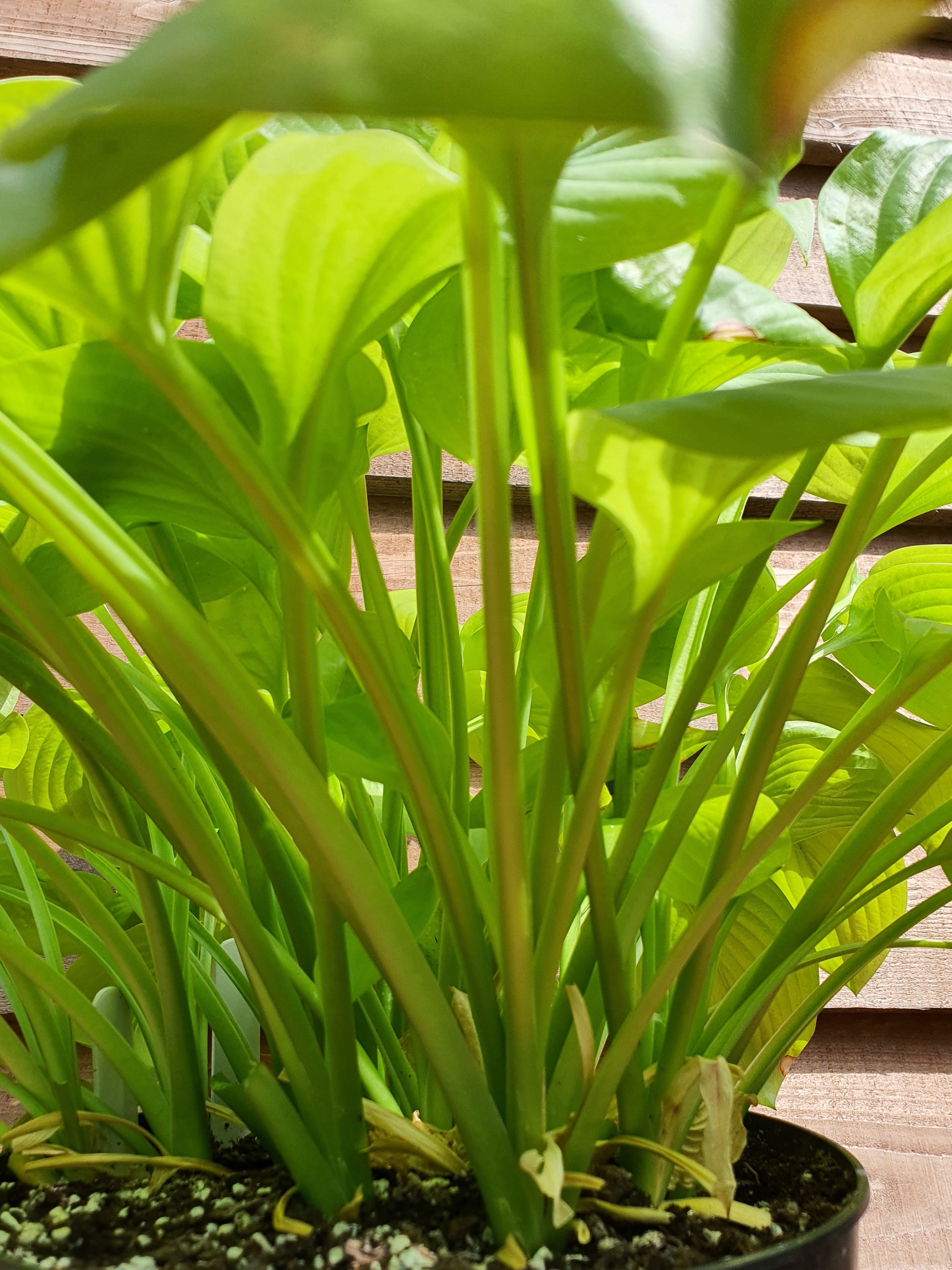 Hosta 'Tortilla Chip' - New Forest Hostas & Hemerocallis