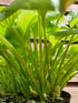 Hosta 'Tortilla Chip' - New Forest Hostas & Hemerocallis