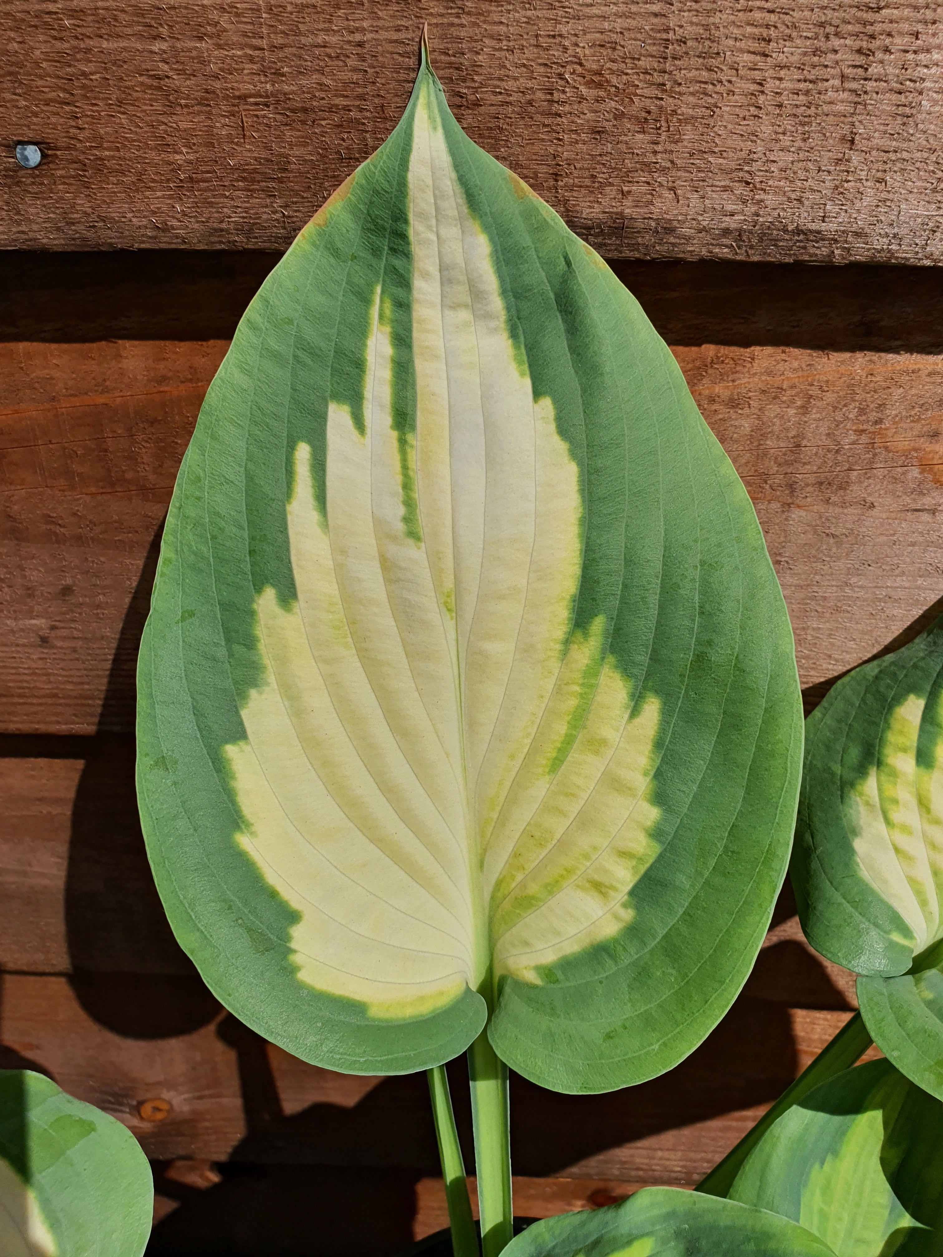 Hosta 'Forbidden Fruit' - New Forest Hostas & Hemerocallis