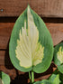 Hosta 'Forbidden Fruit' - New Forest Hostas & Hemerocallis