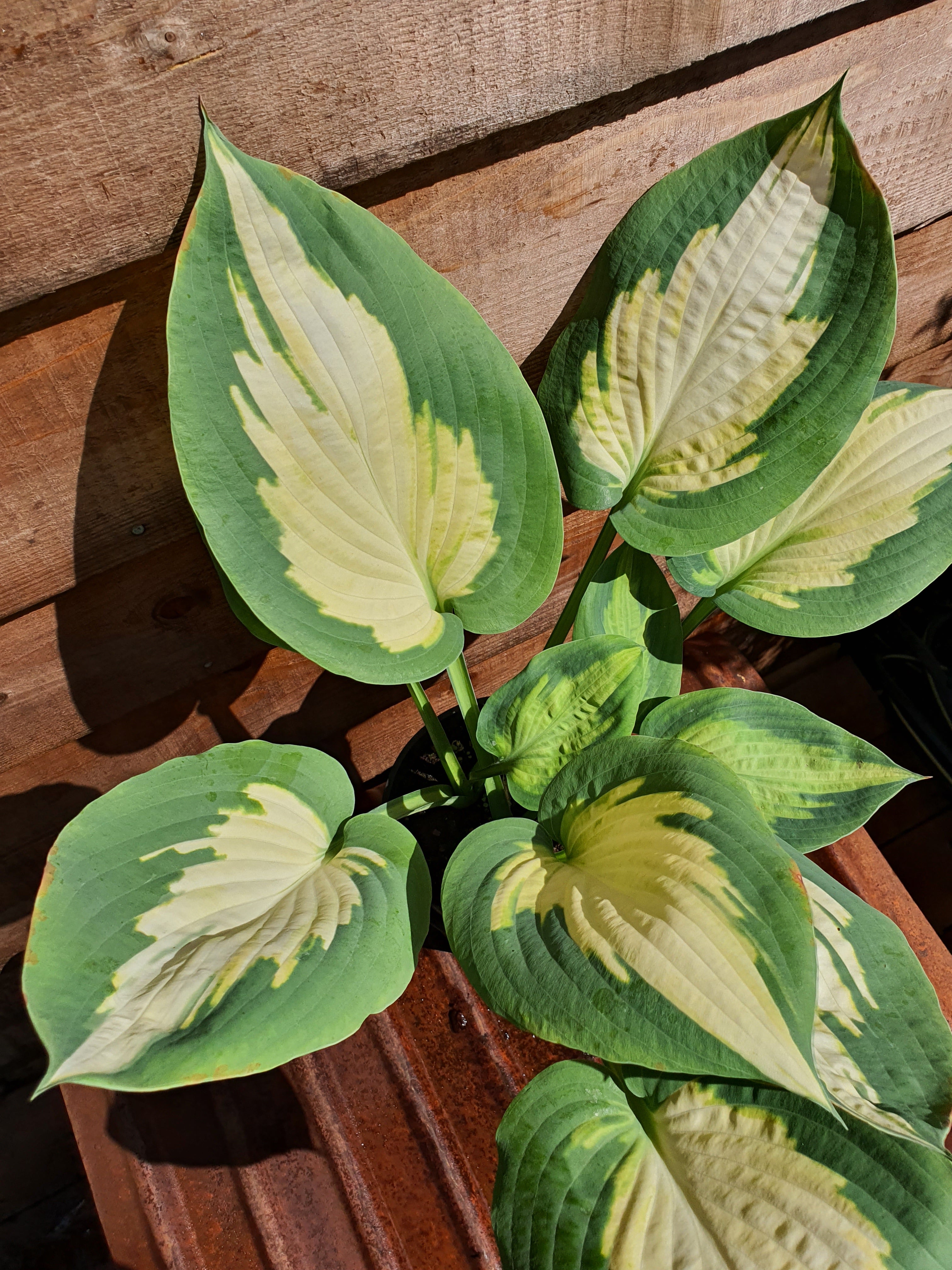 Hosta 'Forbidden Fruit' - New Forest Hostas & Hemerocallis