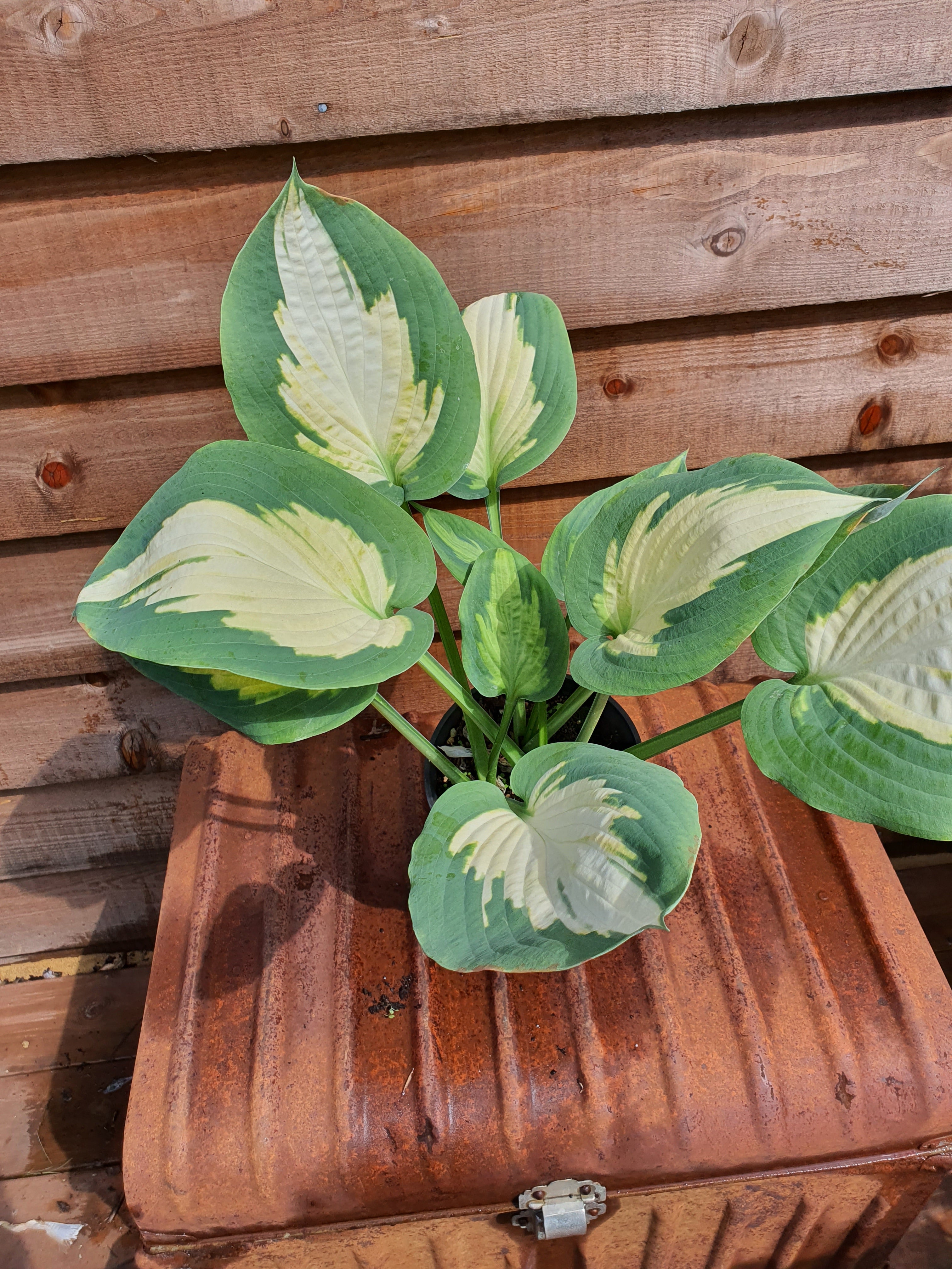 Hosta 'Forbidden Fruit' - New Forest Hostas & Hemerocallis