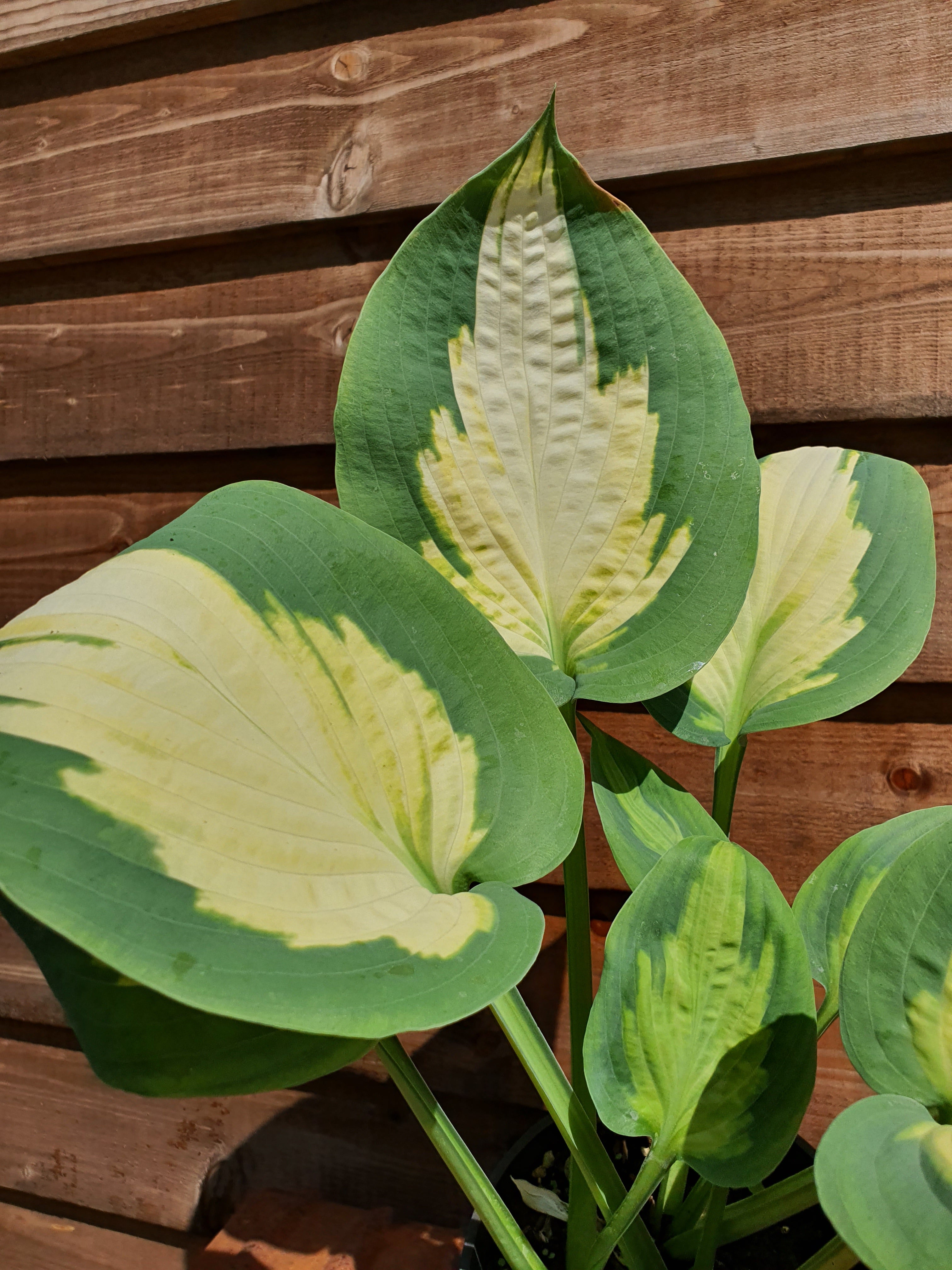 Hosta 'Forbidden Fruit' - New Forest Hostas & Hemerocallis