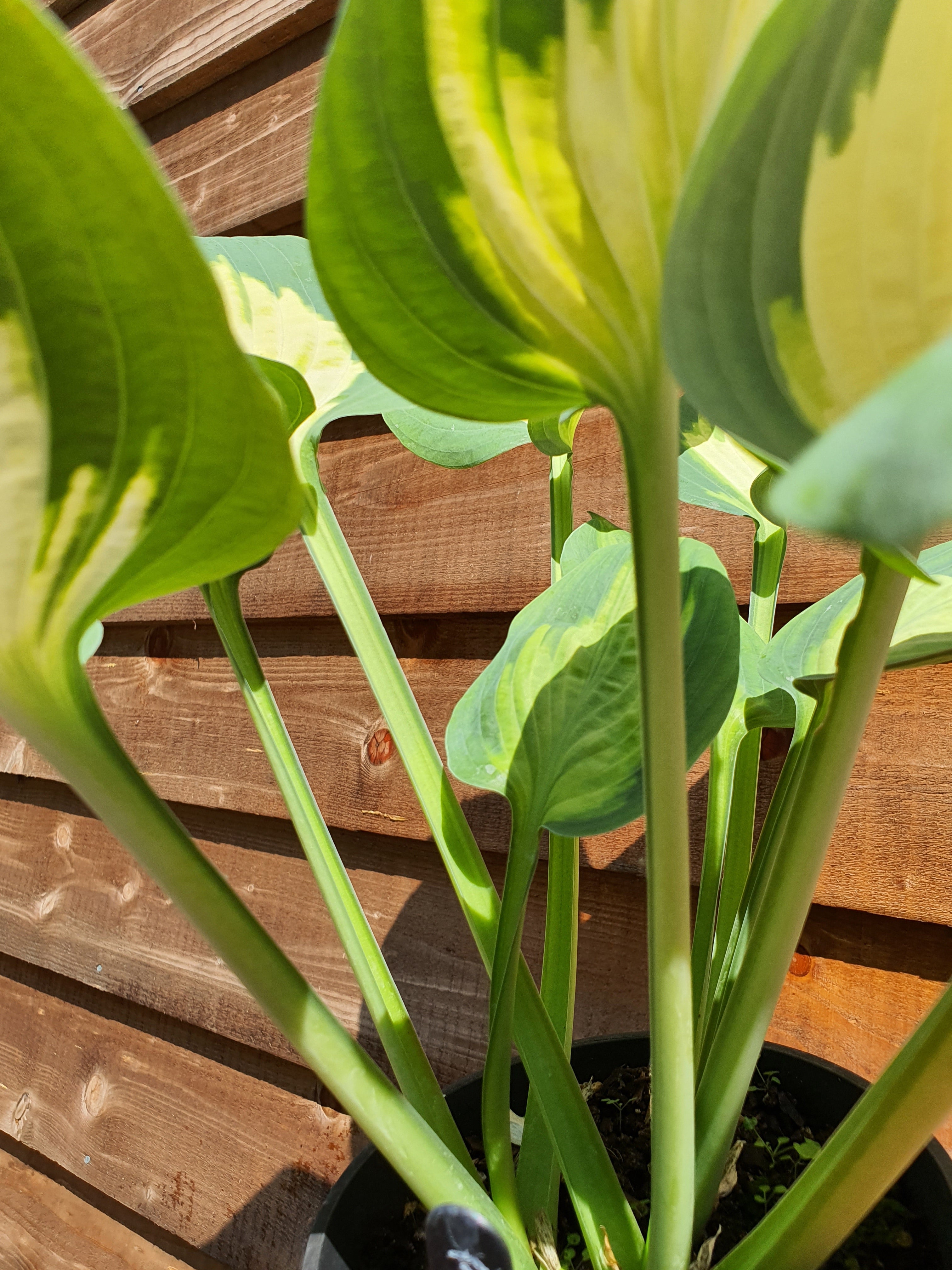 Hosta 'Forbidden Fruit' - New Forest Hostas & Hemerocallis