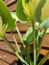 Hosta 'Forbidden Fruit' - New Forest Hostas & Hemerocallis