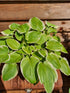 Hosta 'Tropicana' - New Forest Hostas & Hemerocallis