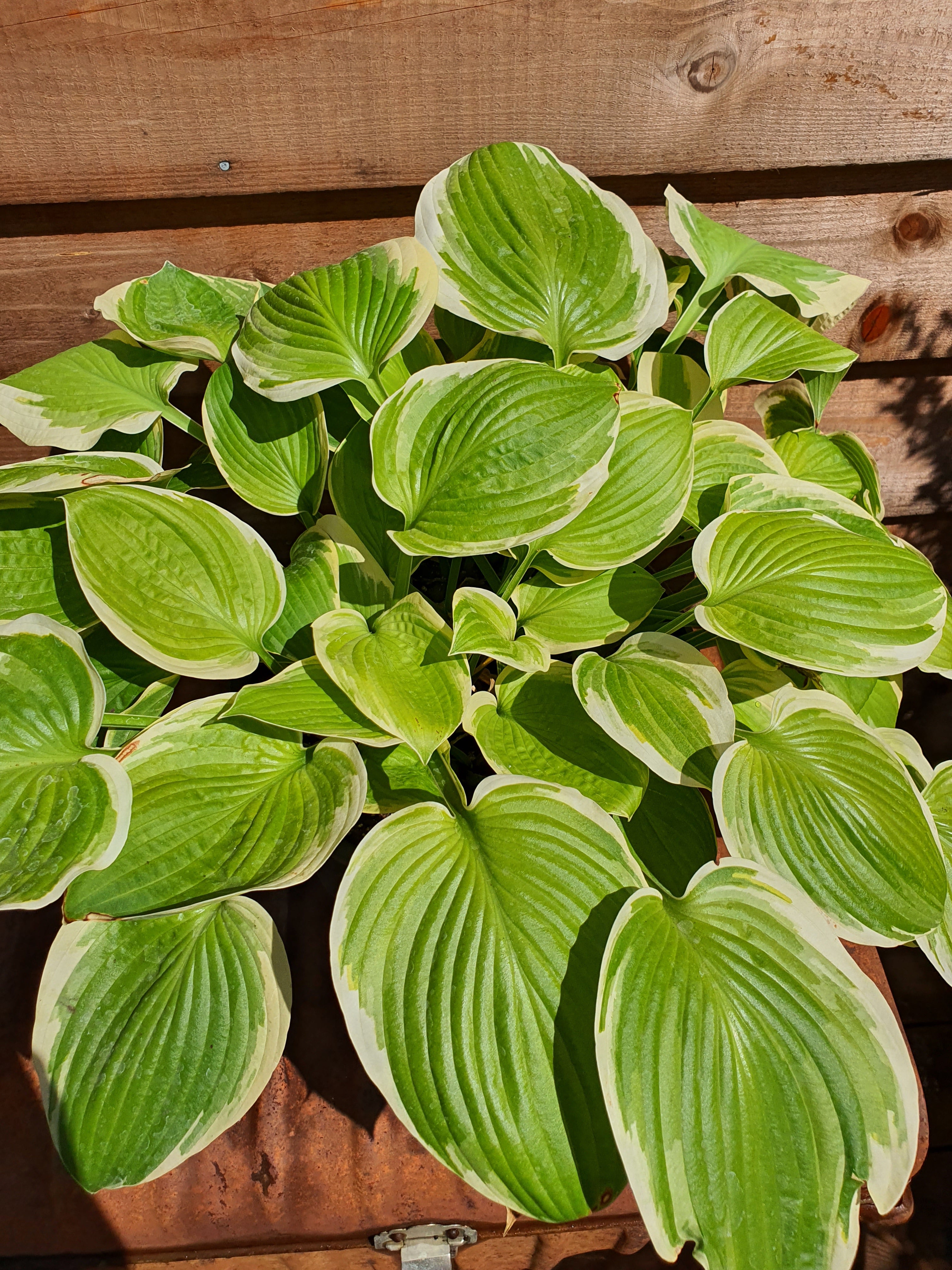 Hosta 'Tropicana' - New Forest Hostas & Hemerocallis