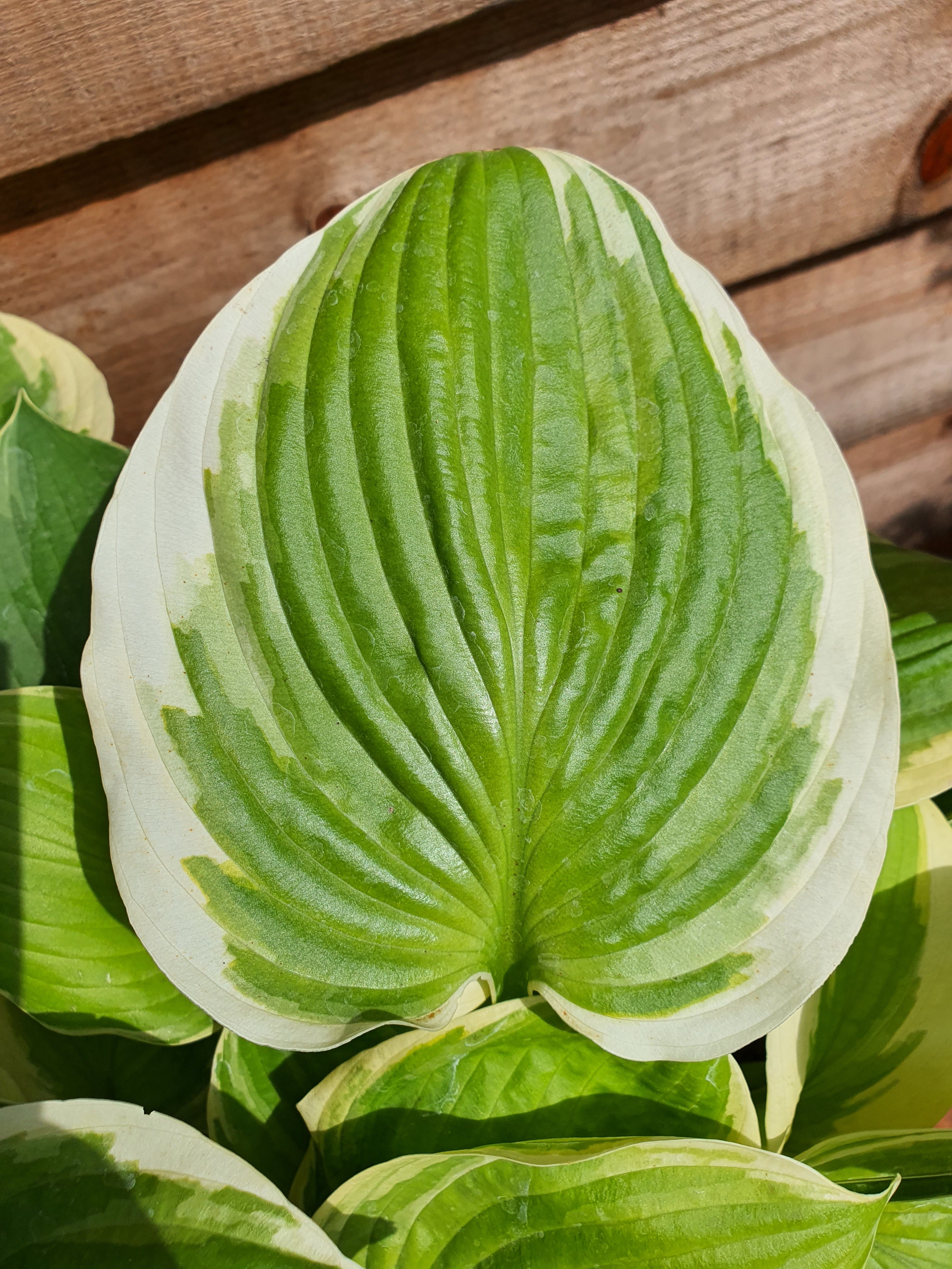 Hosta 'Tropicana' - New Forest Hostas & Hemerocallis