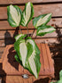 Hosta 'Raspberry Sundae' - New Forest Hostas & Hemerocallis