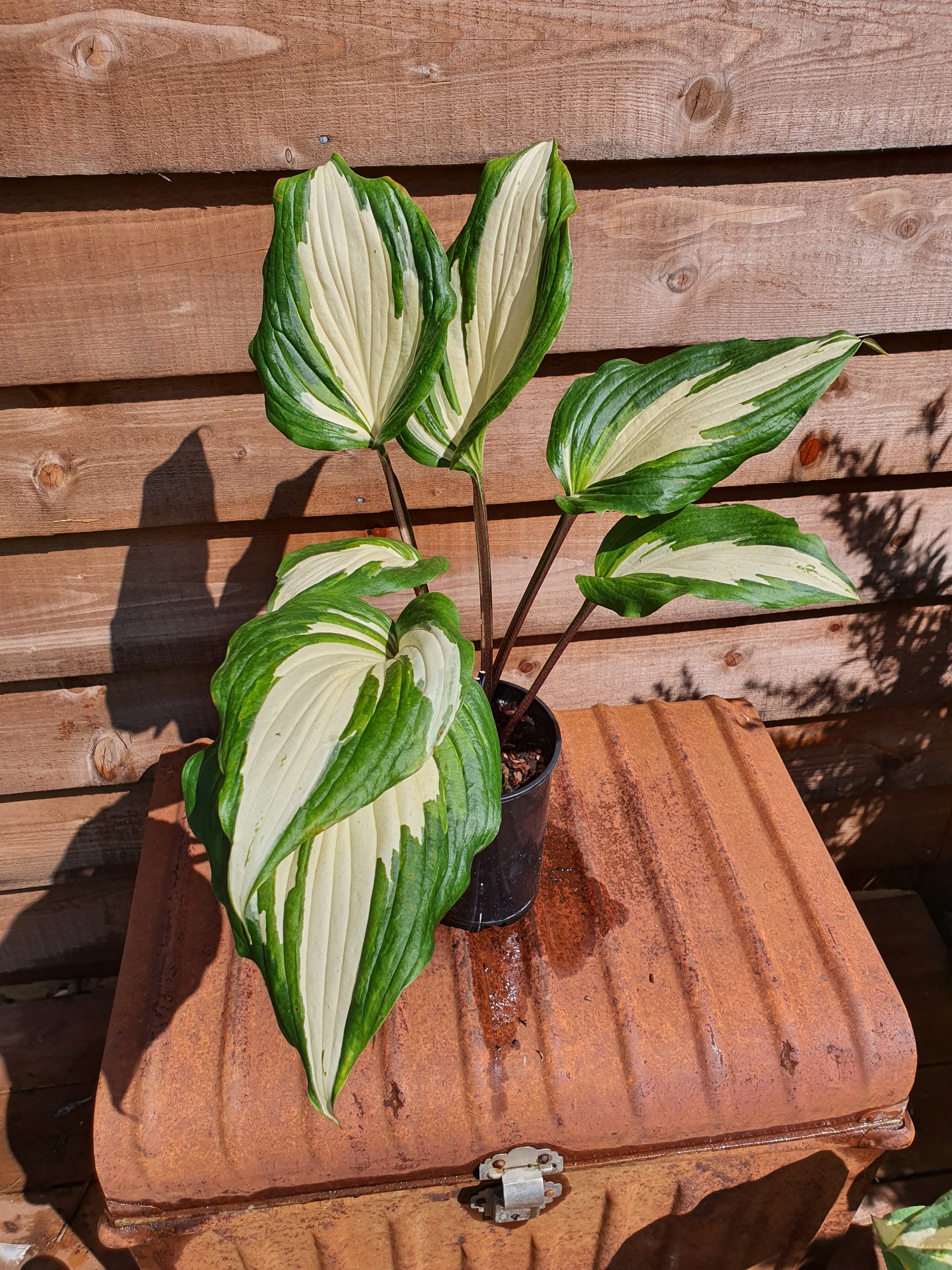 Hosta 'Raspberry Sundae' - New Forest Hostas & Hemerocallis