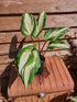 Hosta 'Raspberry Sundae' - New Forest Hostas & Hemerocallis