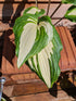 Hosta 'Raspberry Sundae' - New Forest Hostas & Hemerocallis
