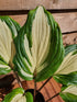 Hosta 'Raspberry Sundae' - New Forest Hostas & Hemerocallis