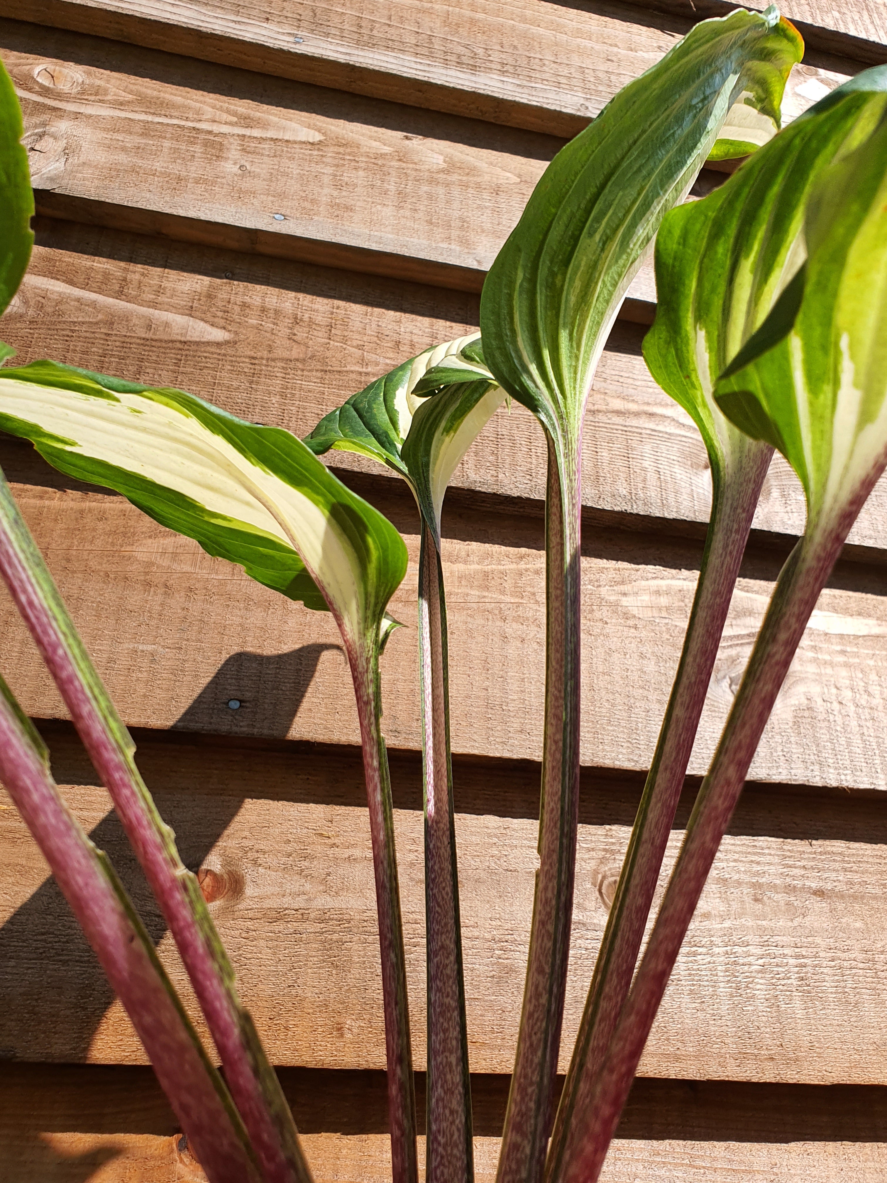 Hosta 'Raspberry Sundae' - New Forest Hostas & Hemerocallis