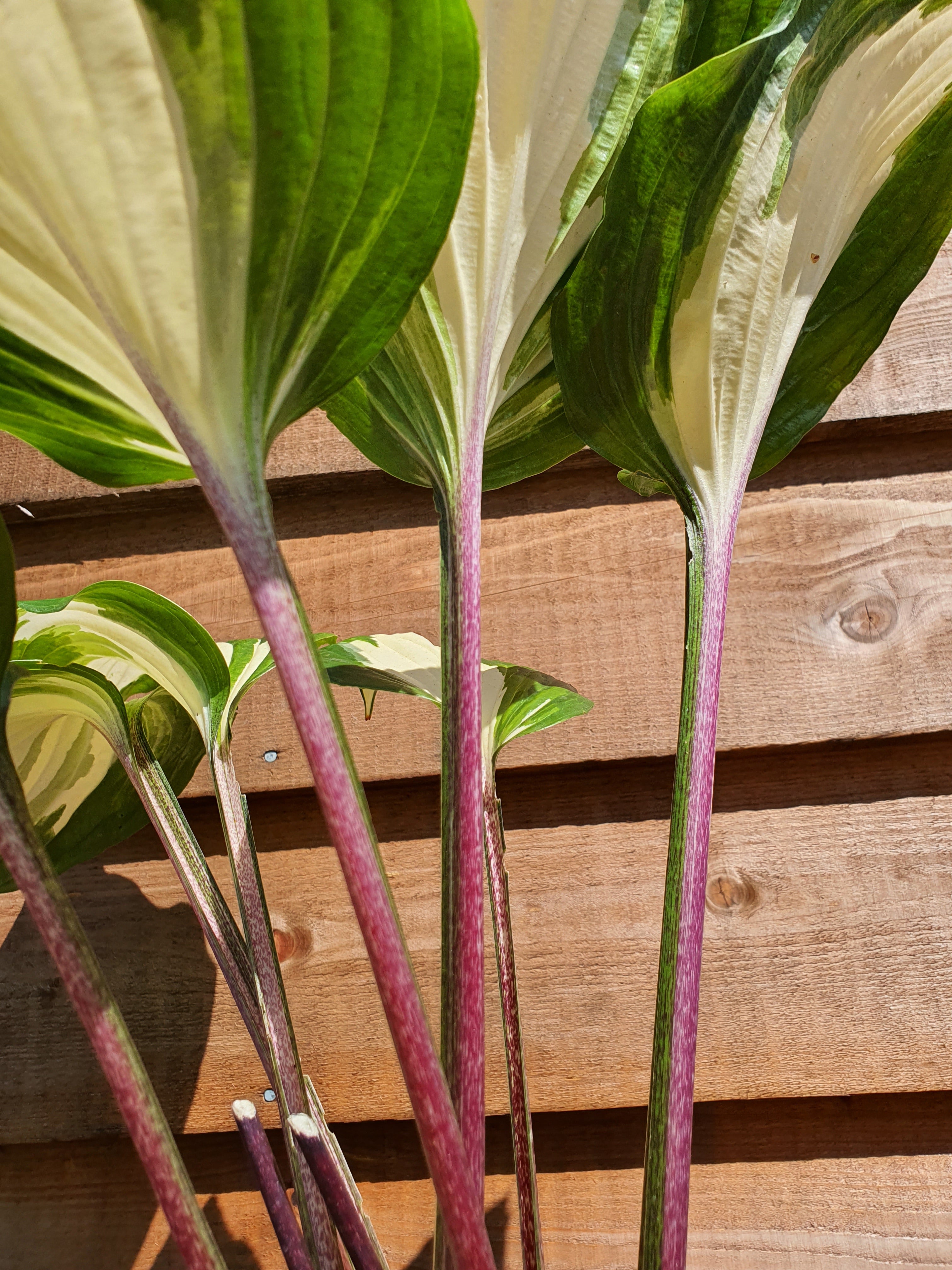 Hosta 'Raspberry Sundae' - New Forest Hostas & Hemerocallis