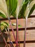 Hosta 'Raspberry Sundae' - New Forest Hostas & Hemerocallis