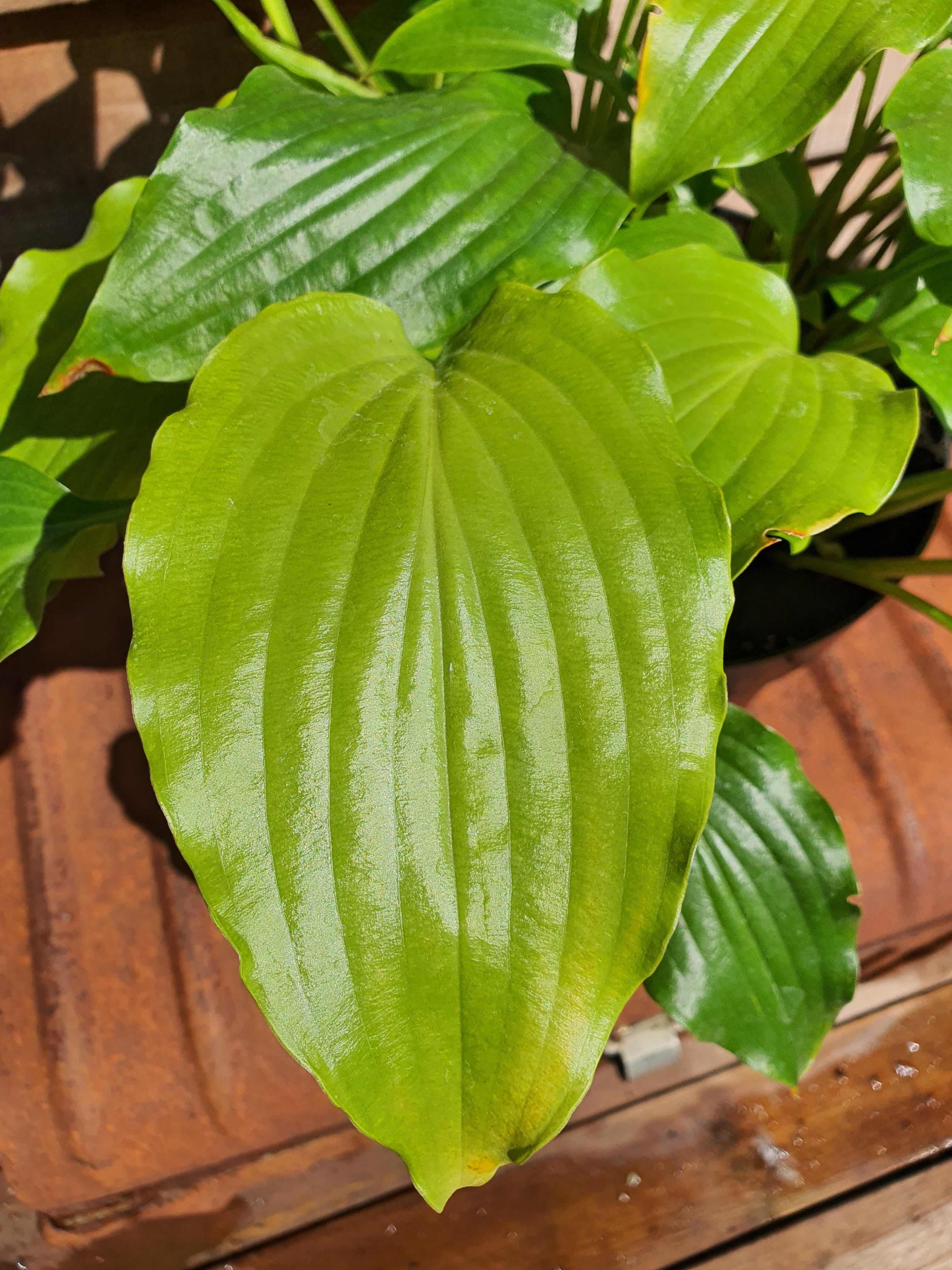 Hosta 'Get Nekkid' - New Forest Hostas & Hemerocallis