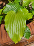 Hosta 'Get Nekkid' - New Forest Hostas & Hemerocallis