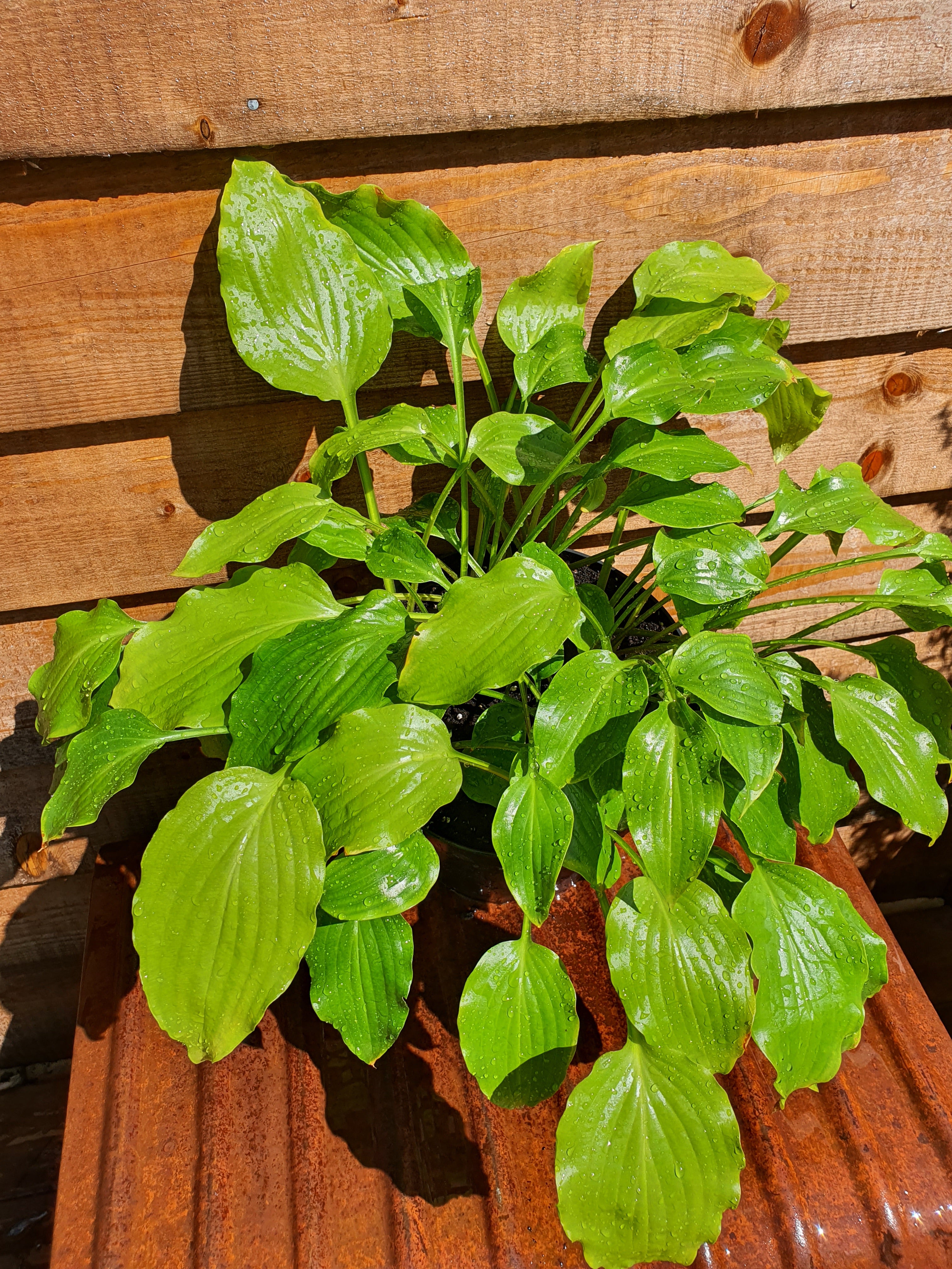 Hosta 'Get Nekkid' - New Forest Hostas & Hemerocallis