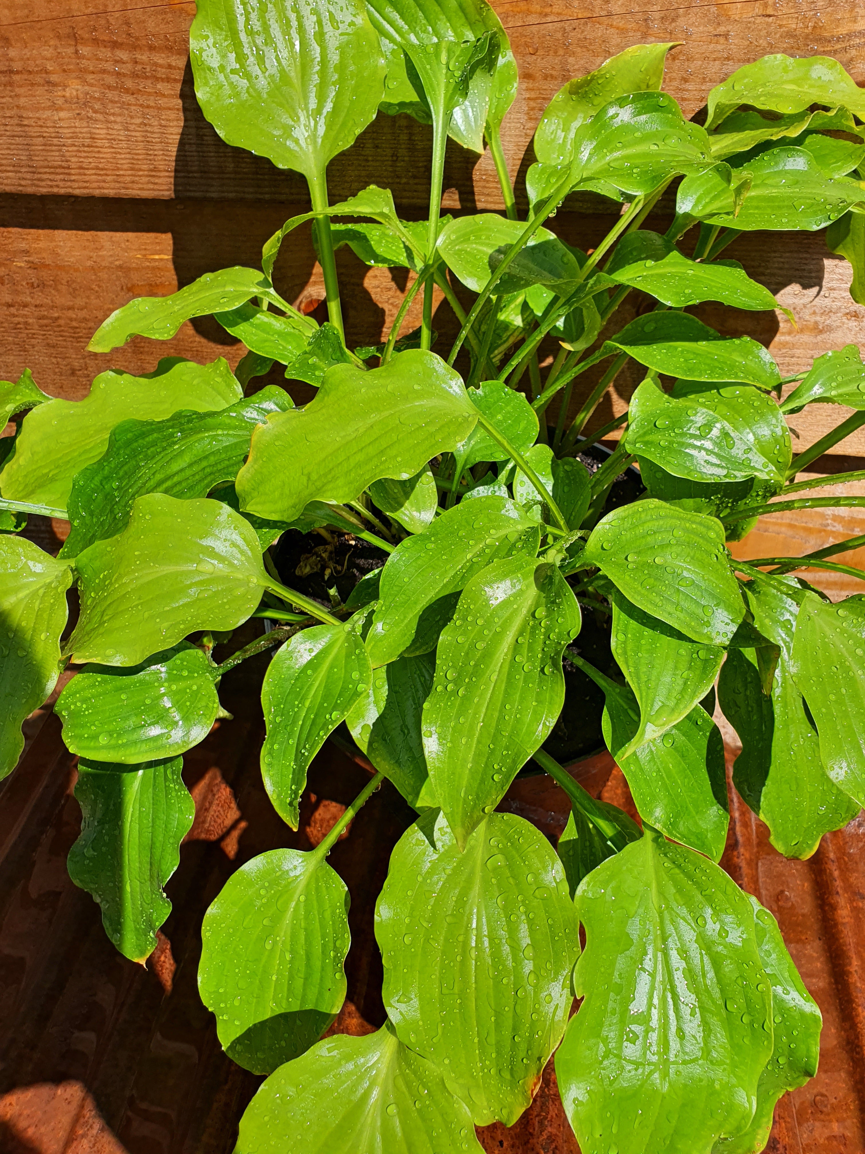 Hosta 'Get Nekkid' - New Forest Hostas & Hemerocallis