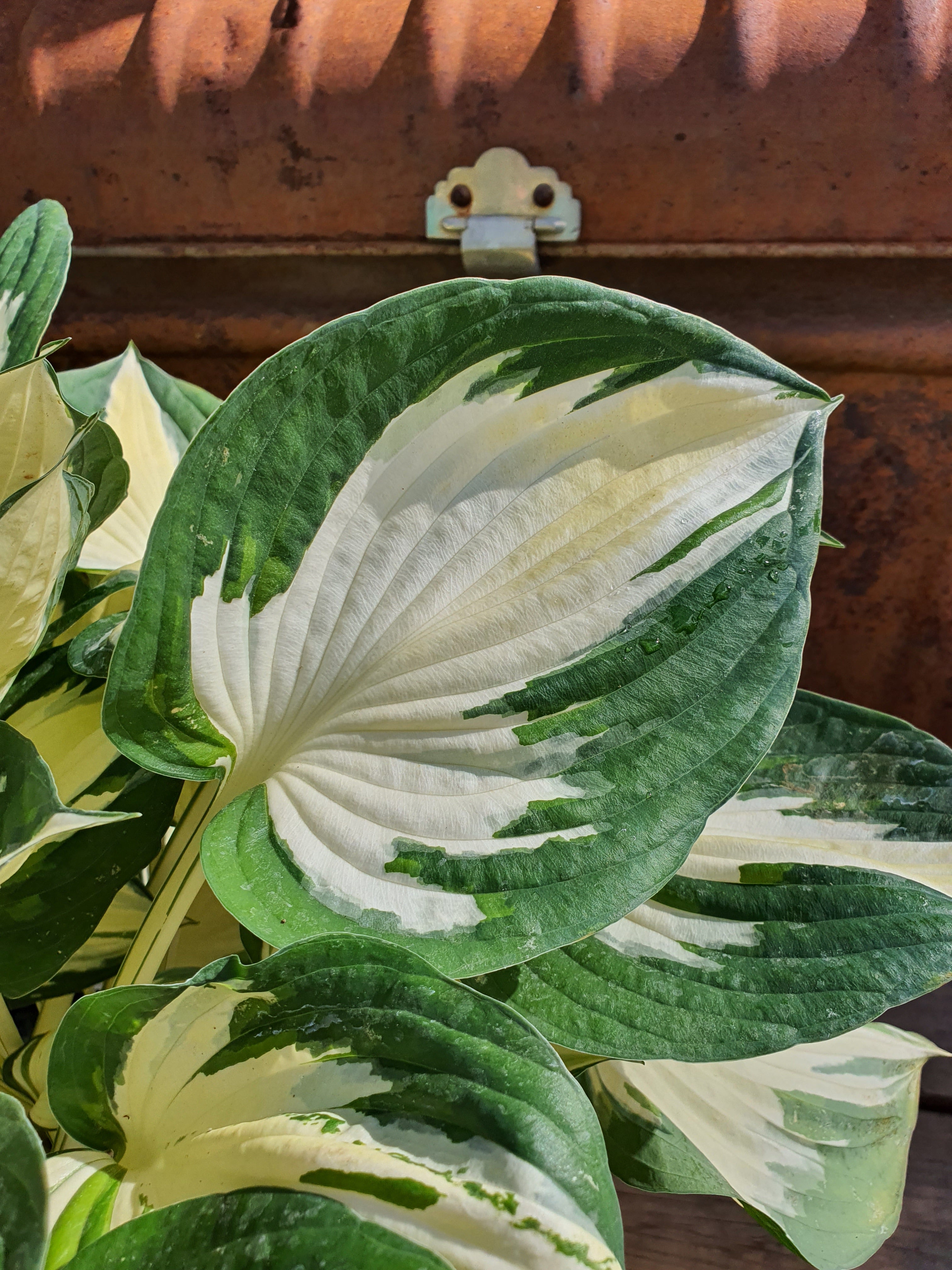 Hosta 'Fire And Ice' - New Forest Hostas & Hemerocallis