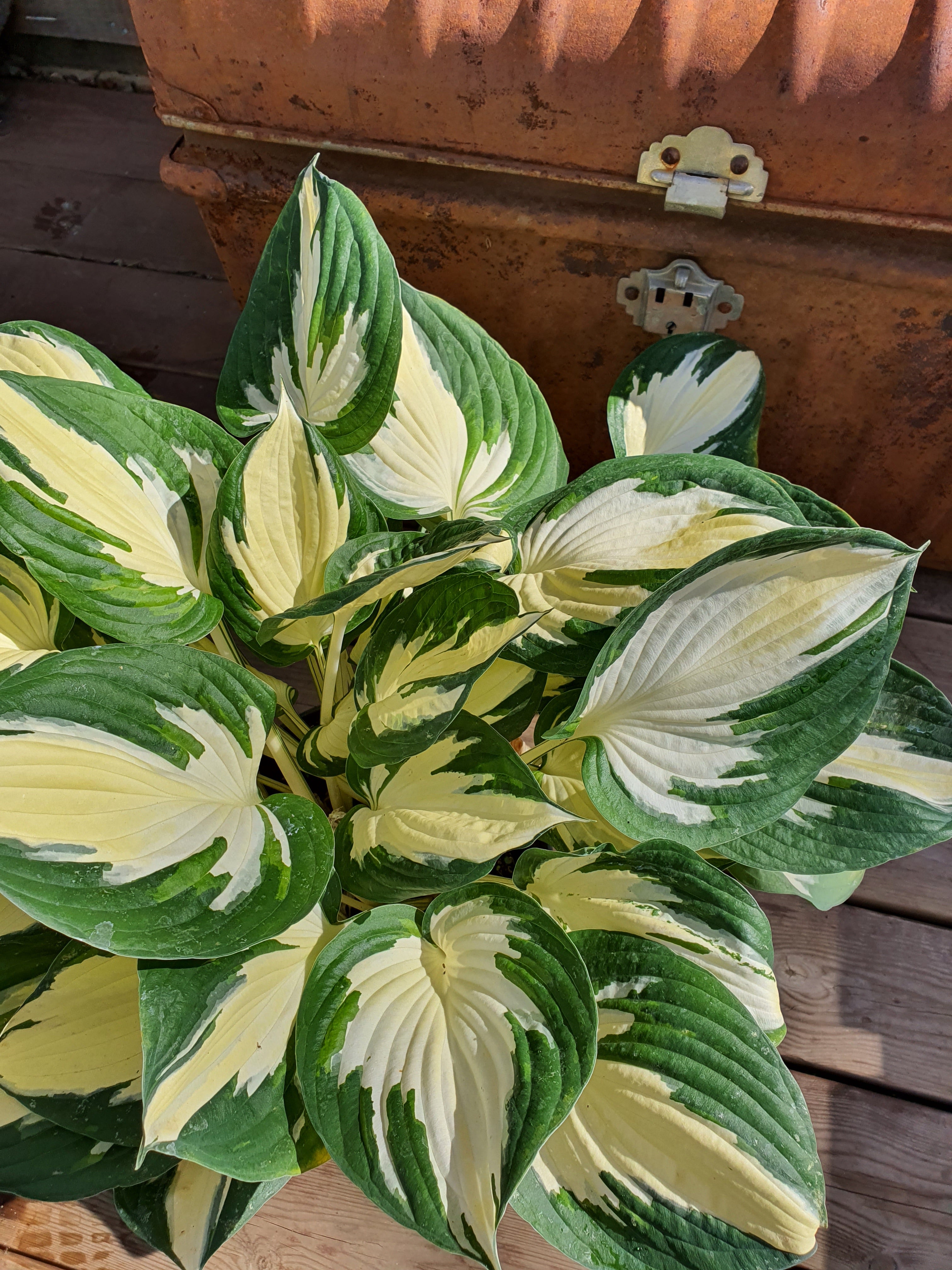 Hosta 'Fire And Ice' - New Forest Hostas & Hemerocallis